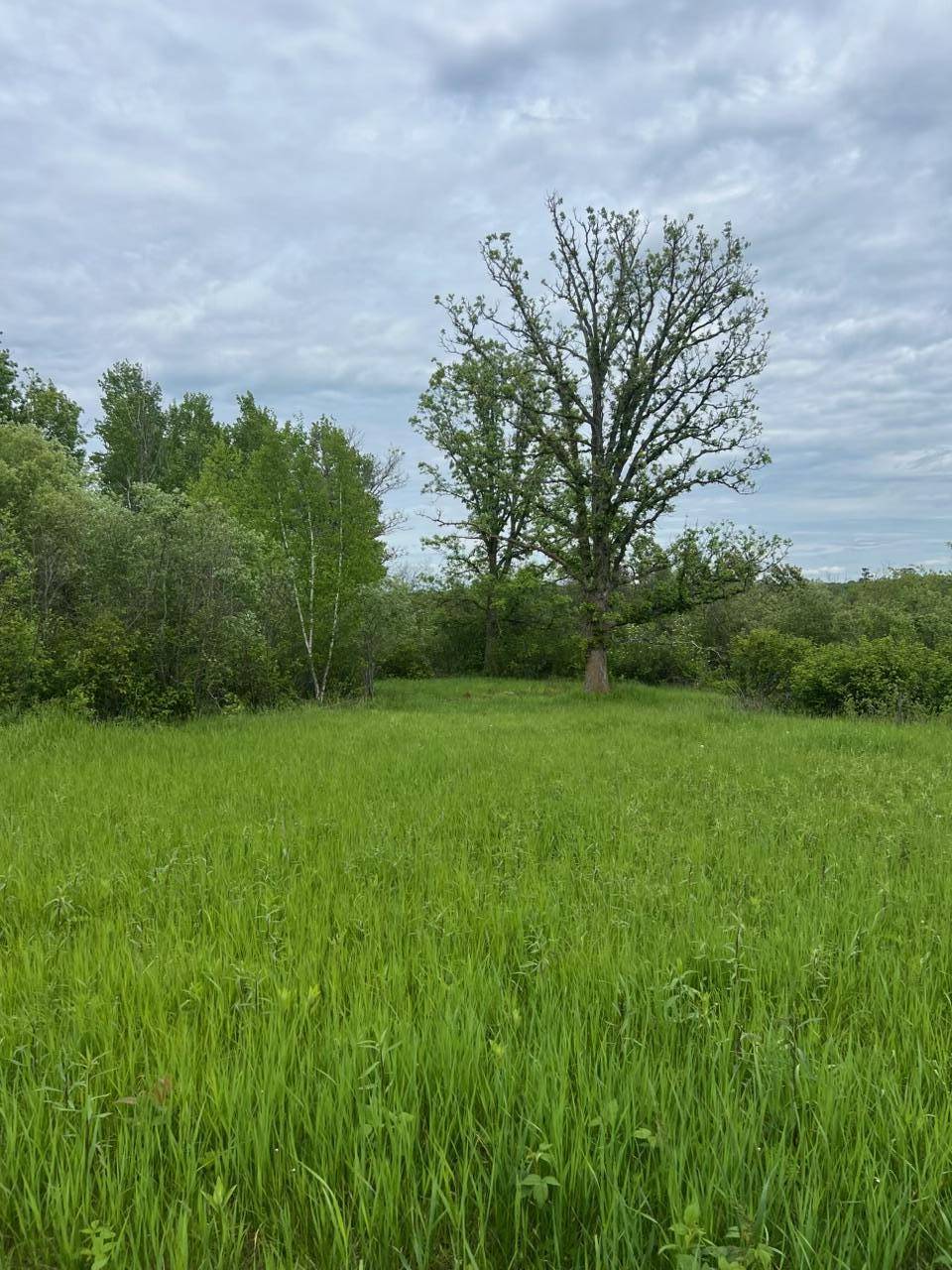 TBD Coneflower LN SW, Pine River, MN 56474