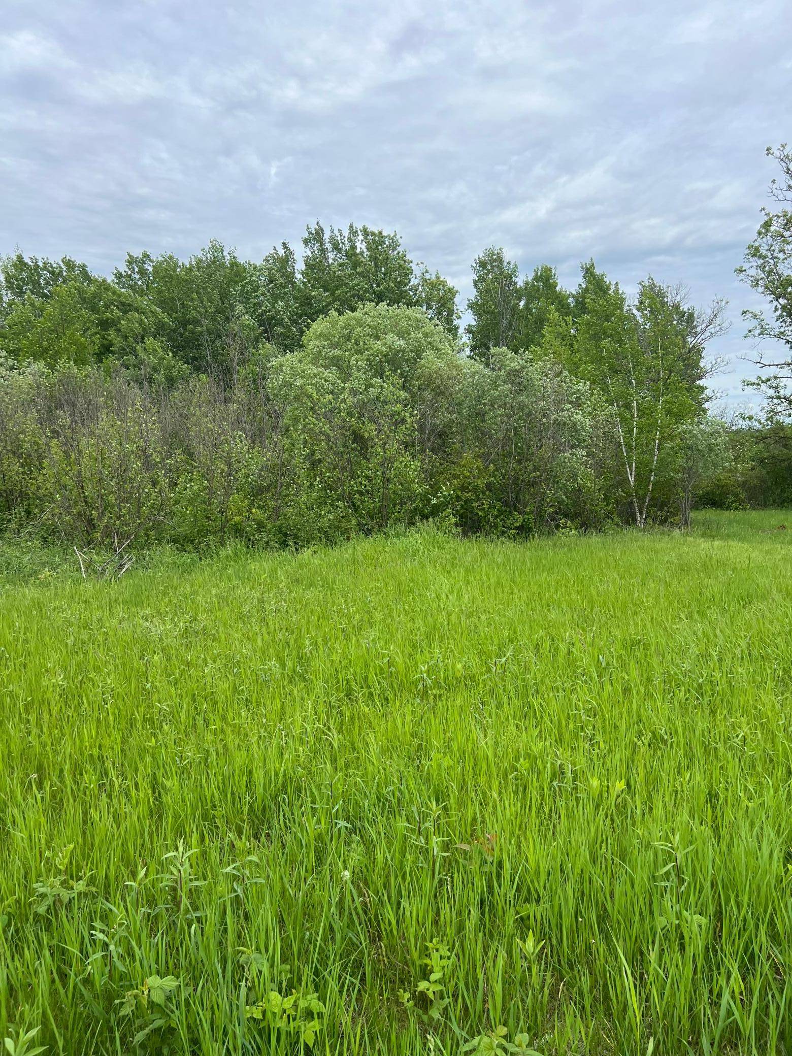 TBD Coneflower LN SW, Pine River, MN 56474