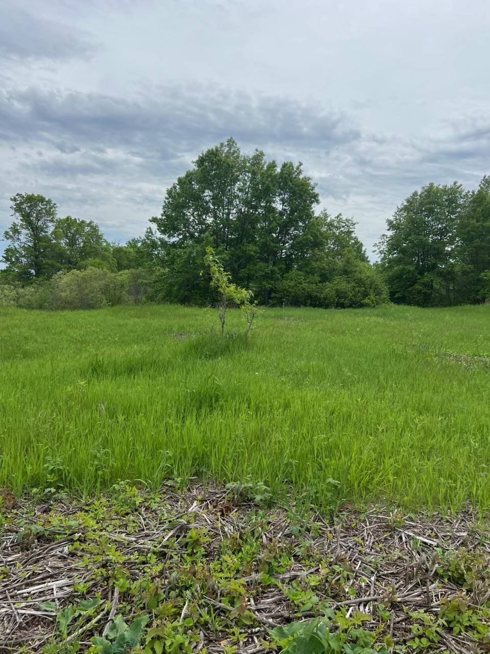TBD Coneflower LN SW, Pine River, MN 56474