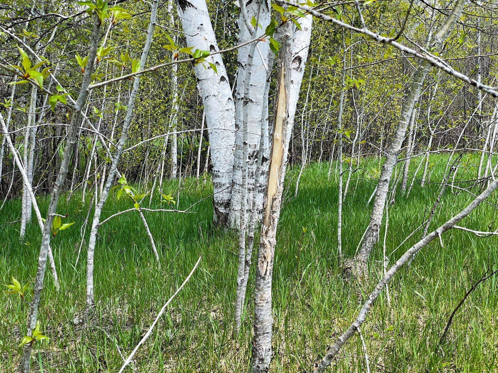 TBD 15th ST NW, Bemidji, MN 56601