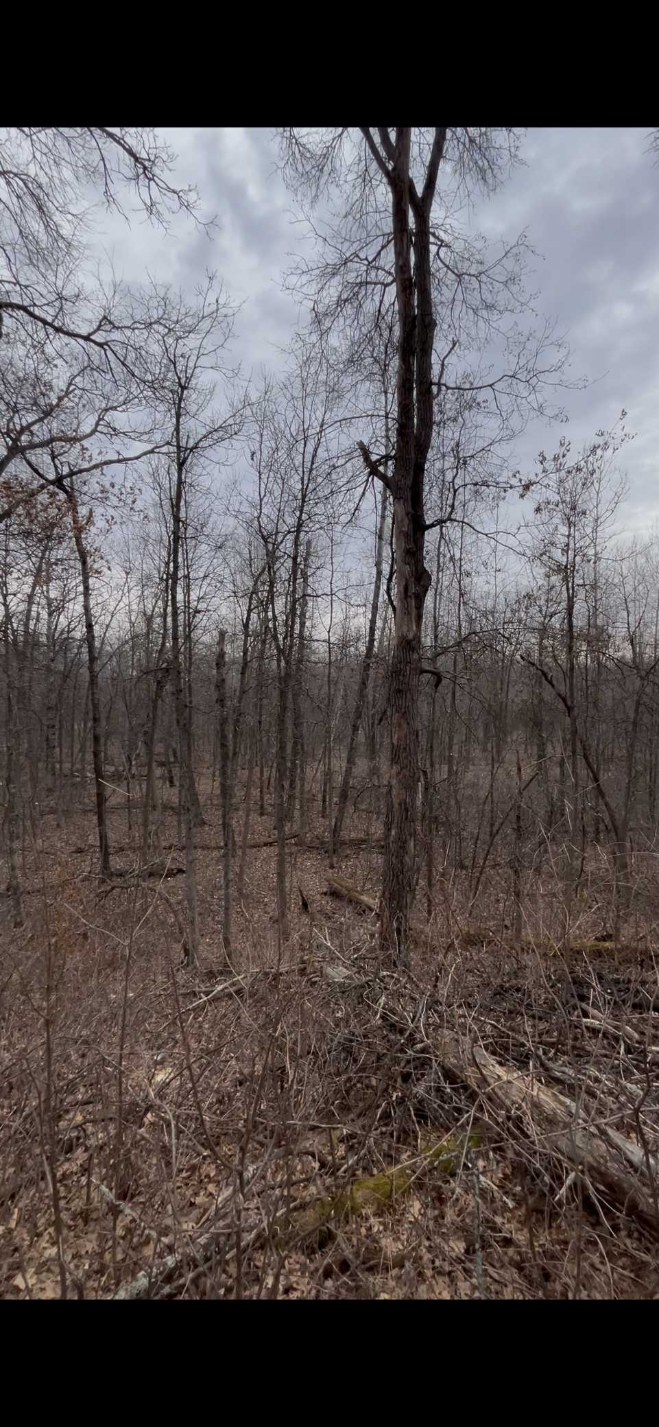 TBD Big Pine Trail, Crosslake, MN 56442