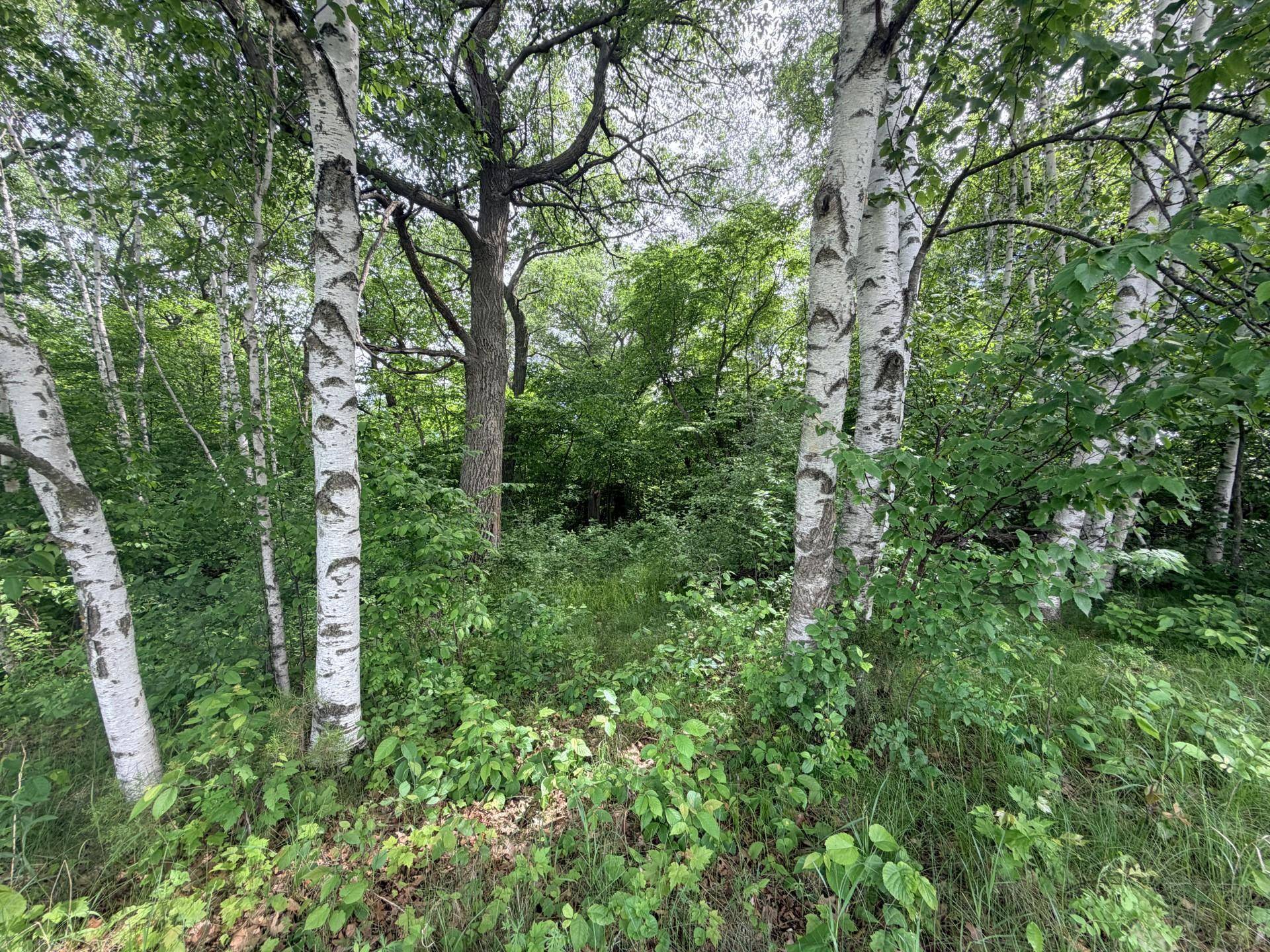 21781 Trestle Ridge RD, Albany, MN 56307