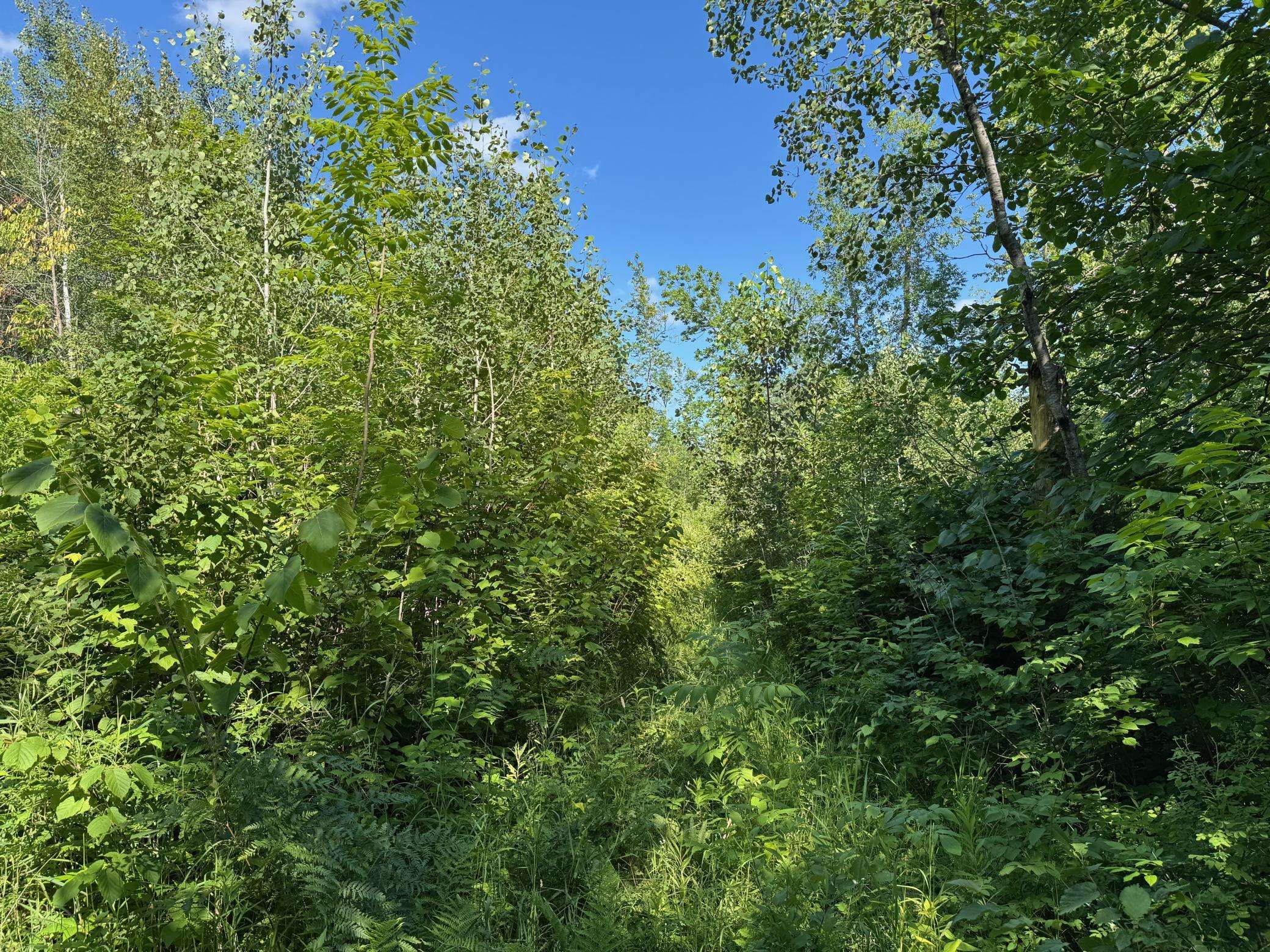 40a Bridgie RD, Northome, MN 56661