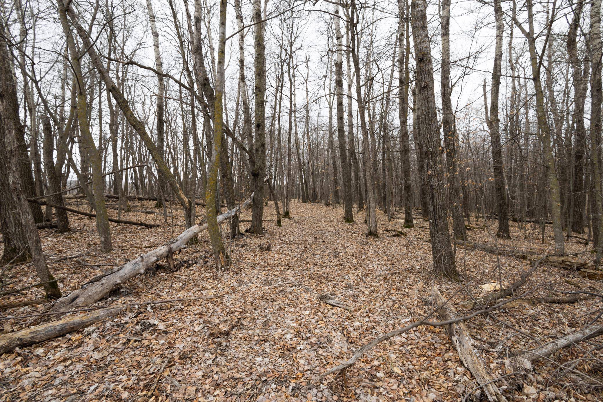 Lot 3 Saylers Beach RD, Lake Park, MN 56554