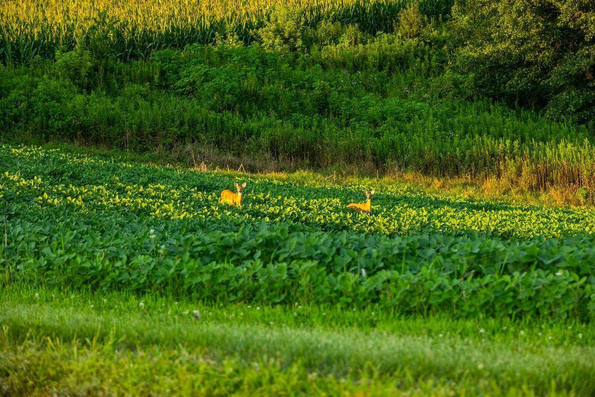 0 Co Rd S, Blair, WI 54616