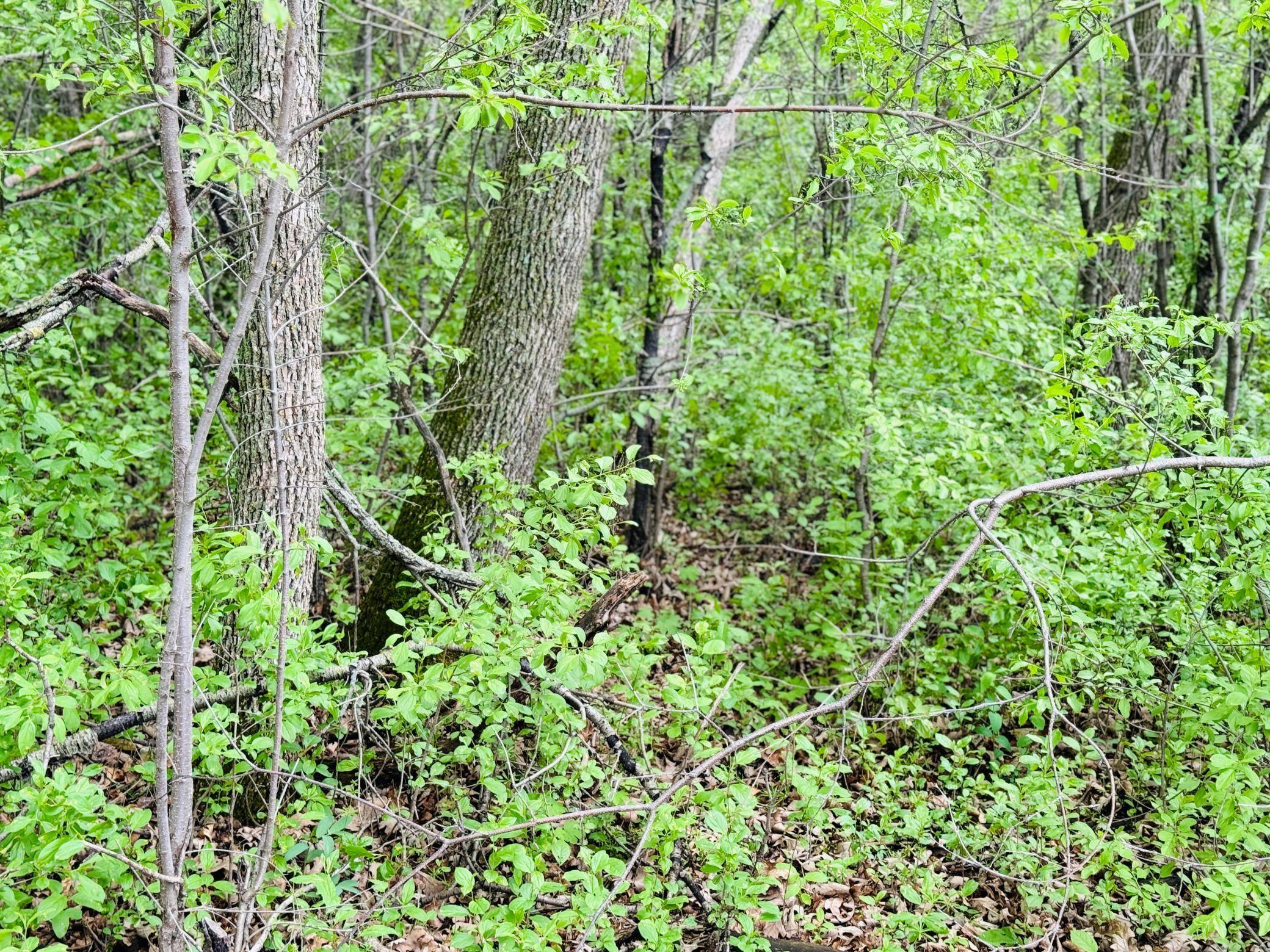 Lot 3 Canterbury Sands Trail, Battle Lake, MN 56515