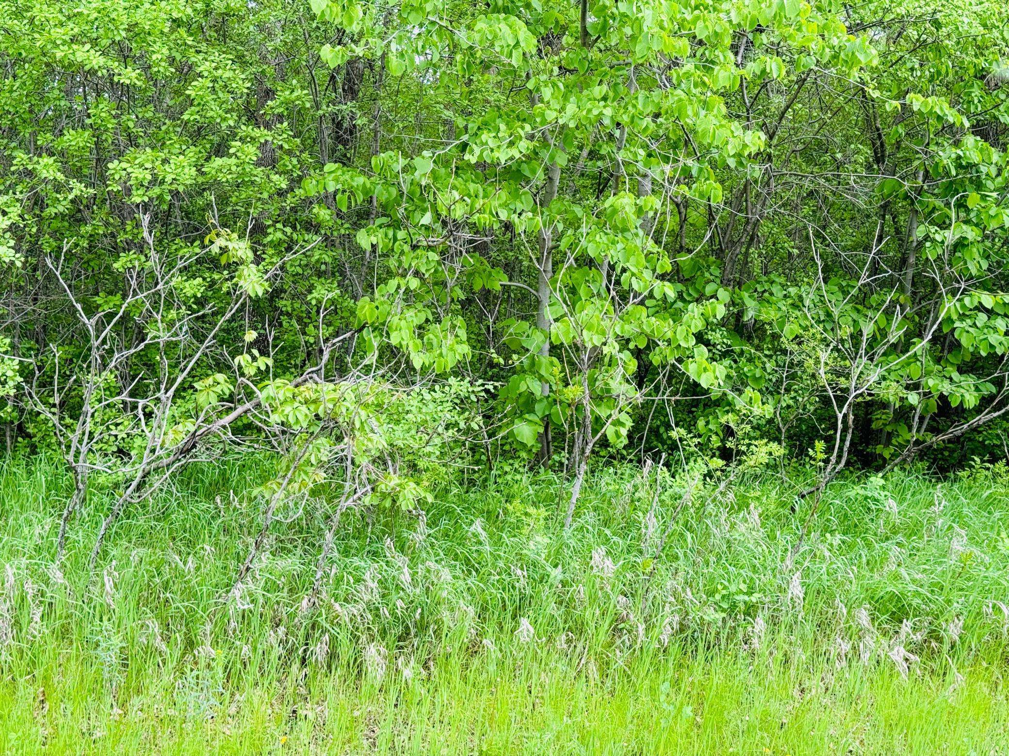 Lot 3 Canterbury Sands Trail, Battle Lake, MN 56515