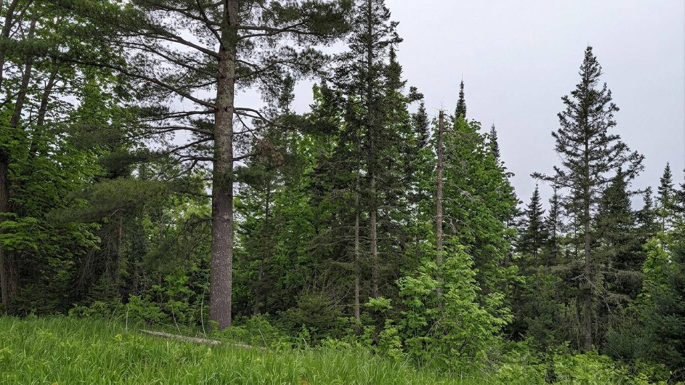 TDB County Rd 453, Bovey, MN 55709
