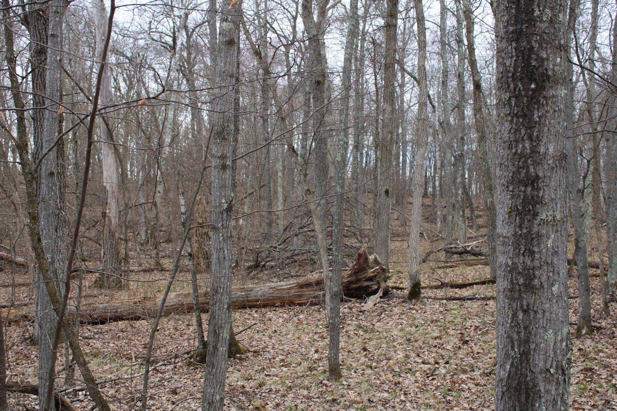 TBD St. Moritz BLVD, Breezy Point, MN 56472