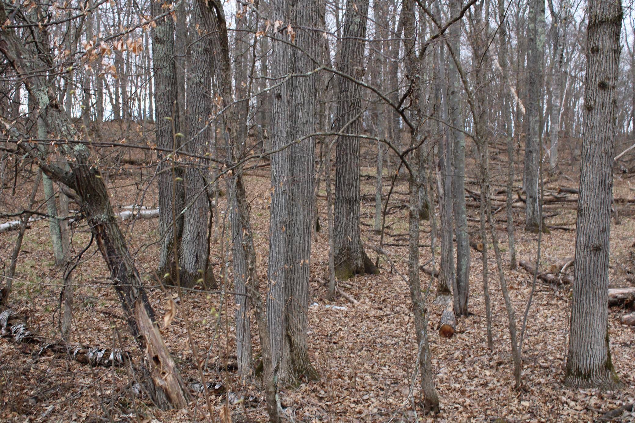 TBD St. Moritz BLVD, Breezy Point, MN 56472