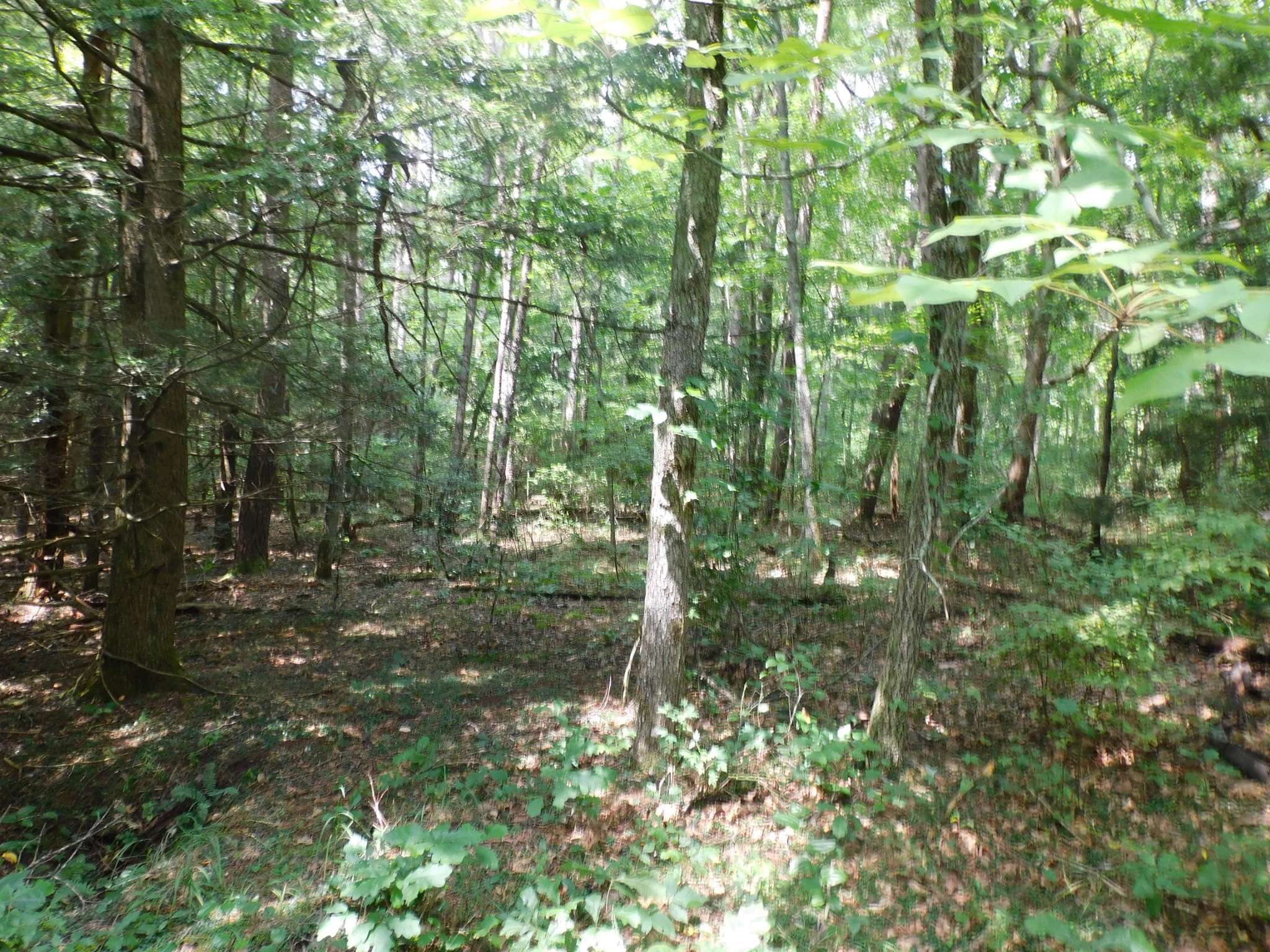 0 Old Highway 56, Coalmont, TN 37313