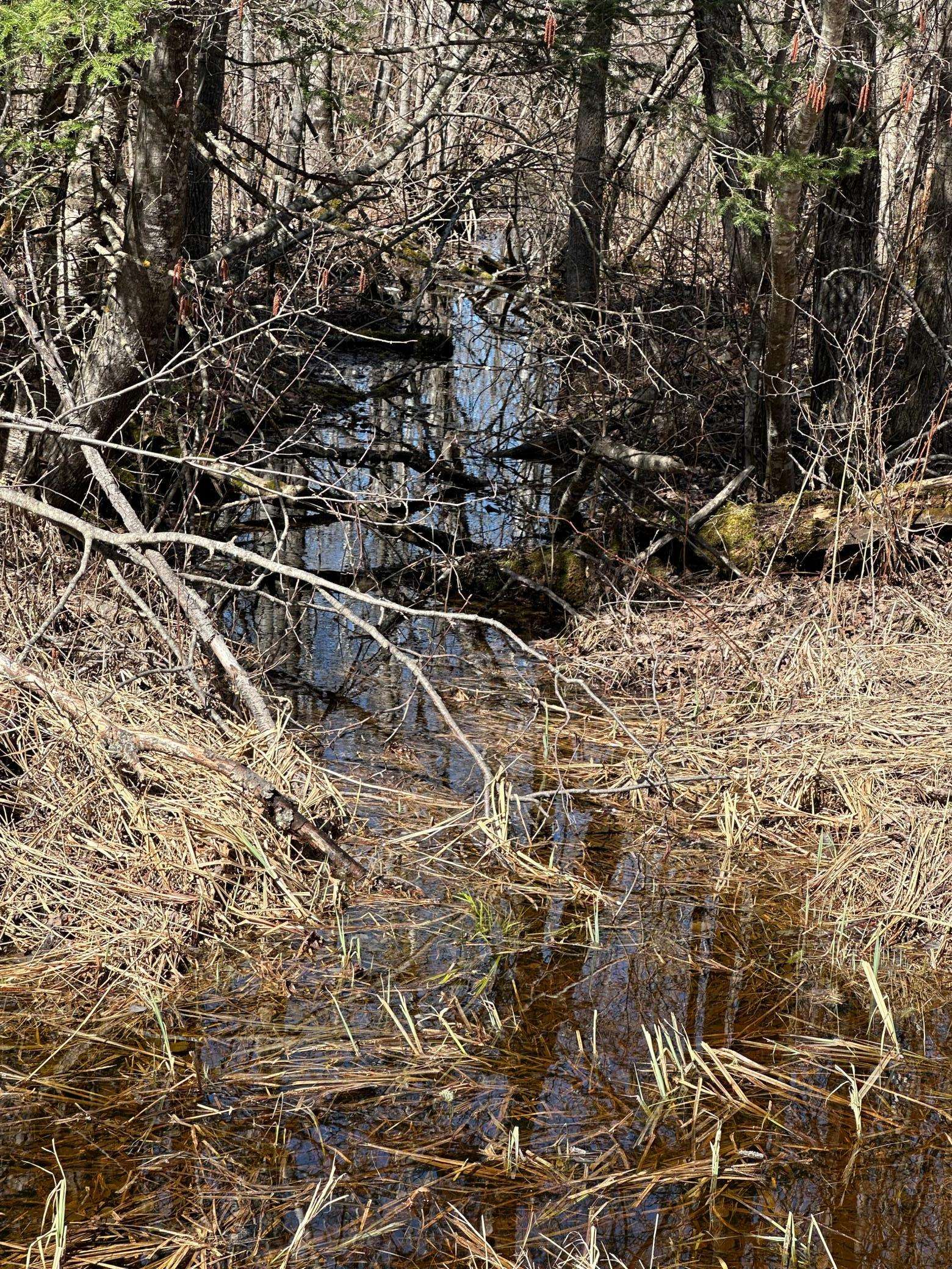 TBD CT 307, Blackduck, MN 56630