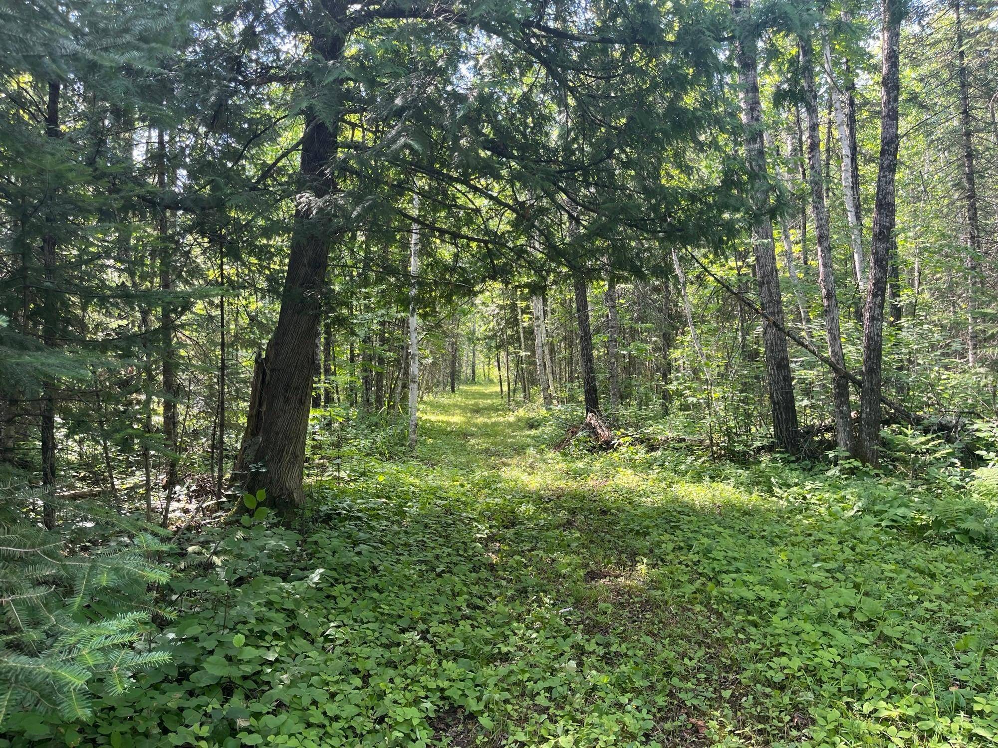 TBD Town Road 118, Birchdale, MN 56629