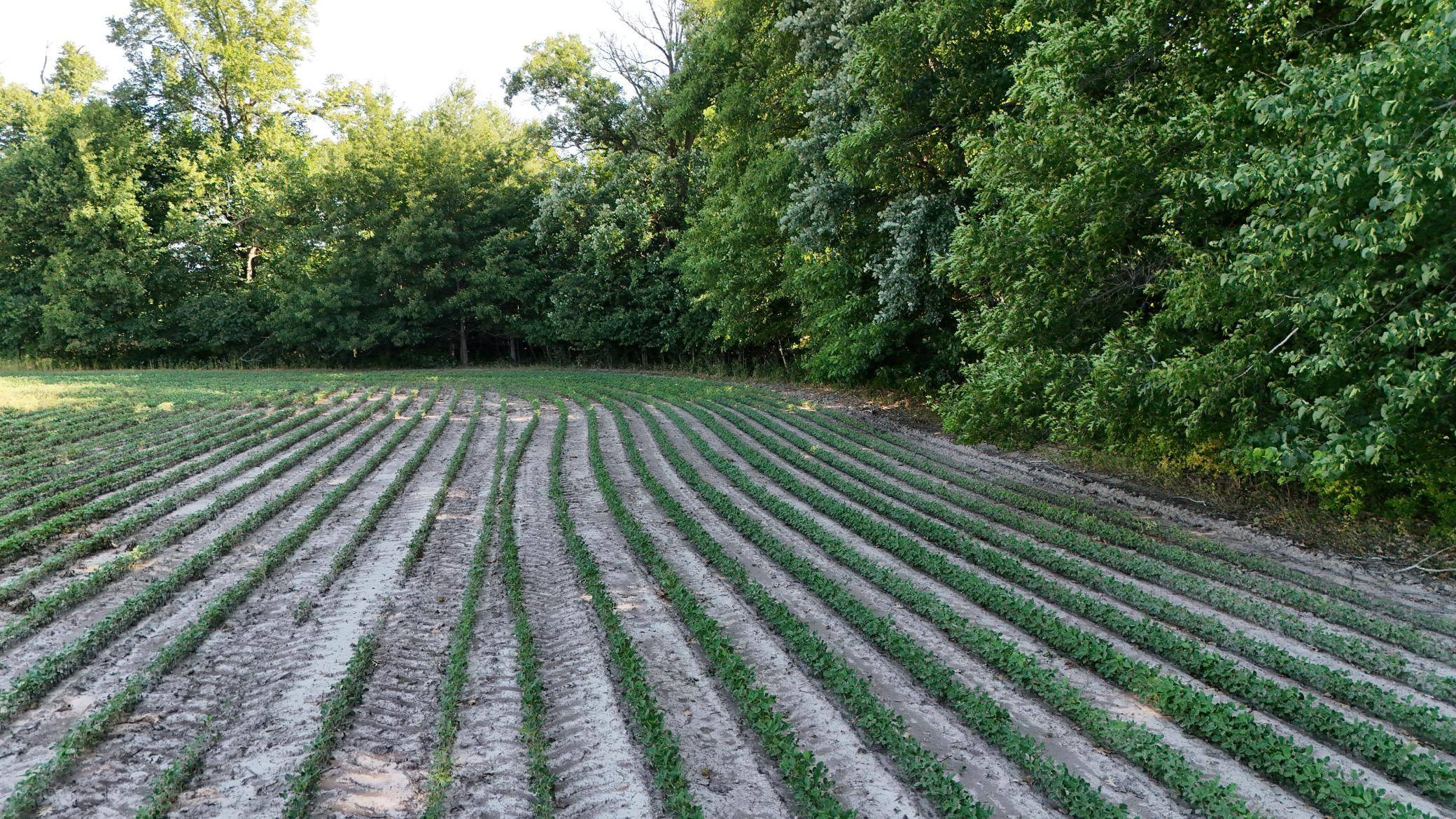 TBD Nightingale ST, Braham, MN 55006