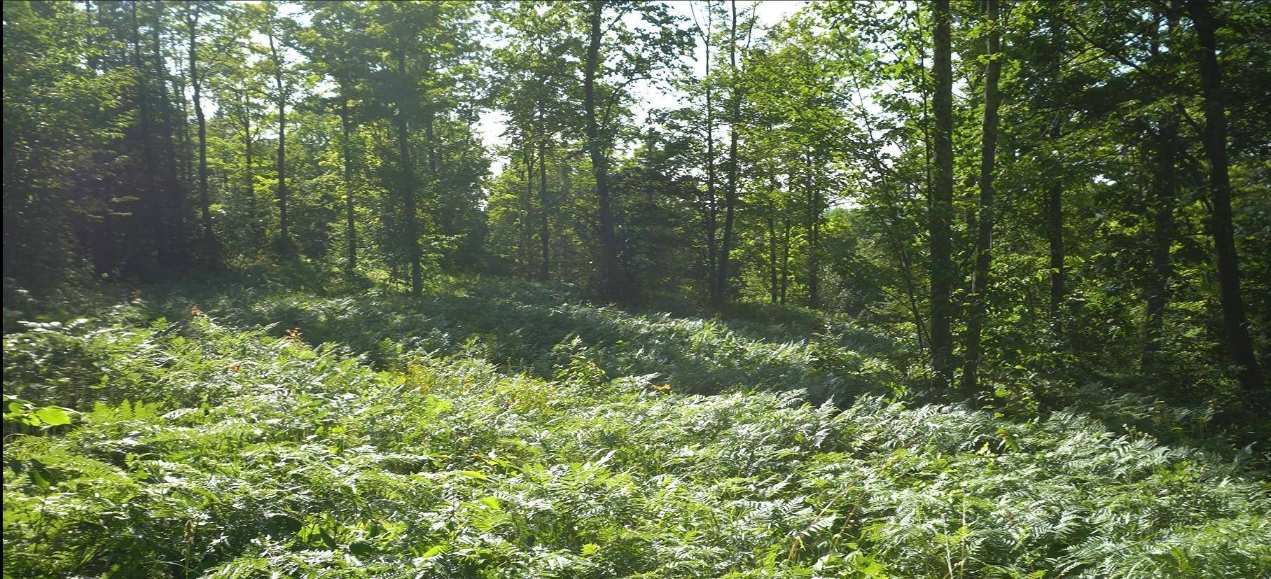 83xxx - Lot 12 Ashwabay RD, Bayfield, WI 54814