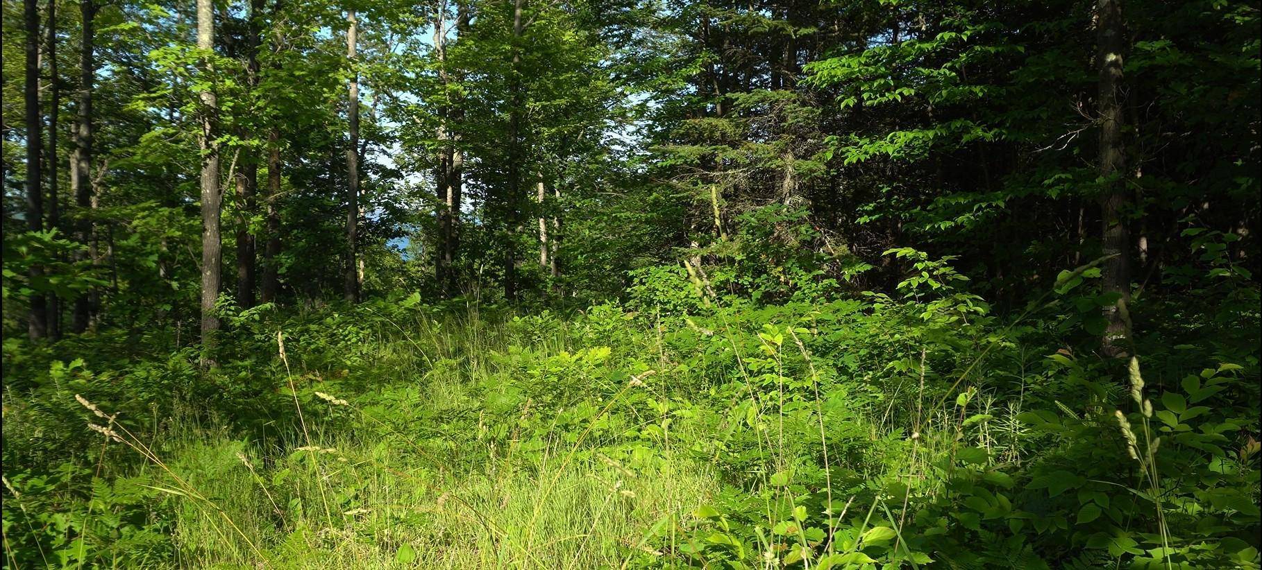83xxx - Lot 12 Ashwabay RD, Bayfield, WI 54814
