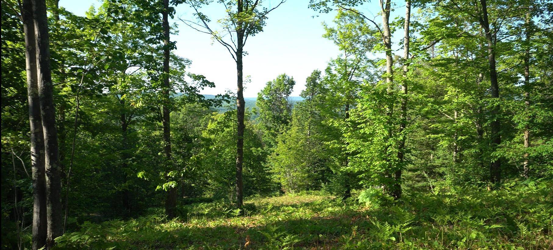 83xxx - Lot 13 Ashwabay RD, Bayfield, WI 54814
