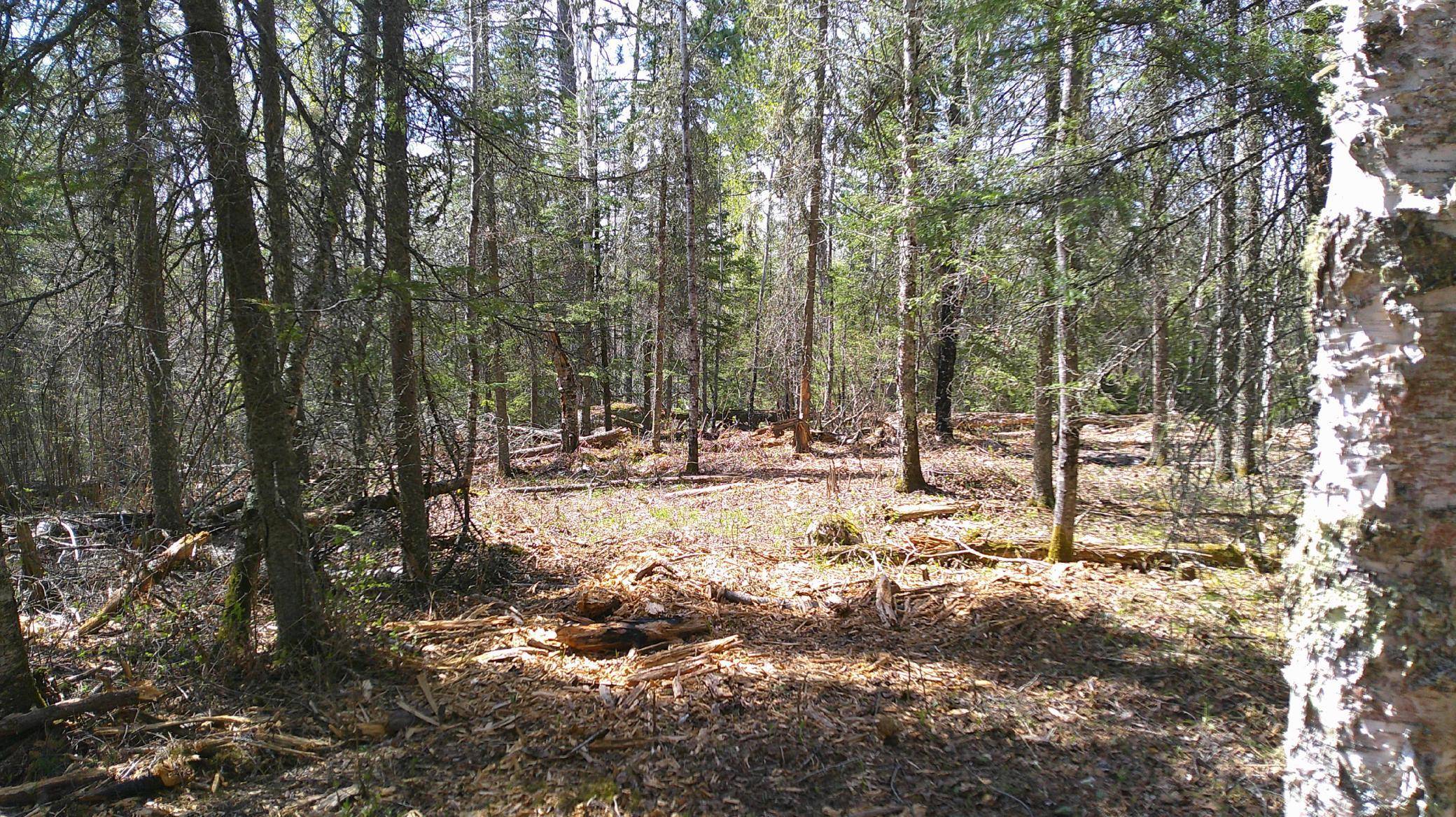 Parcel W TBD Frazer Bay Road, Cook, MN 55723