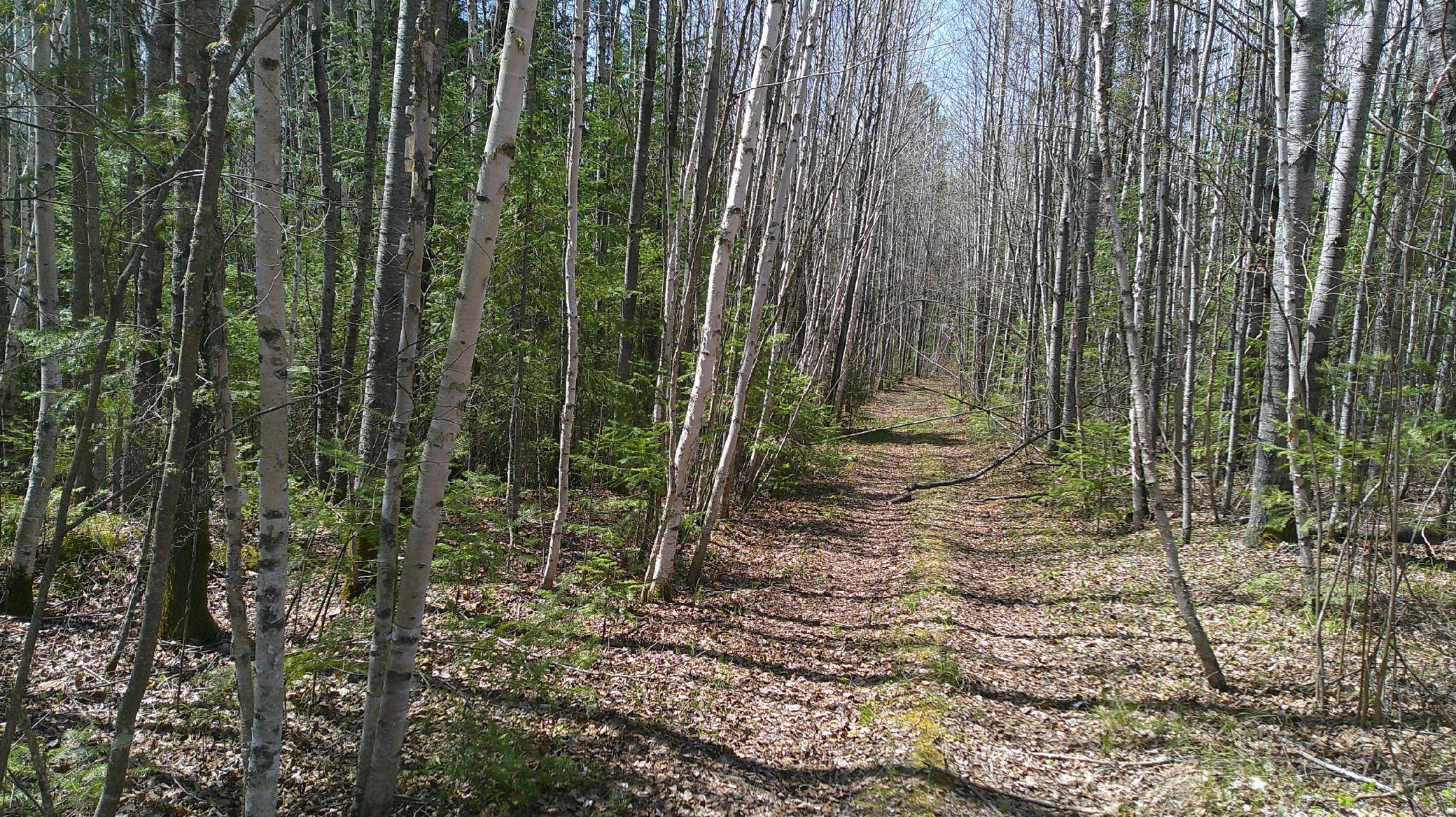 TBD Parcel Y Frazer Bay Road, Cook, MN 55723
