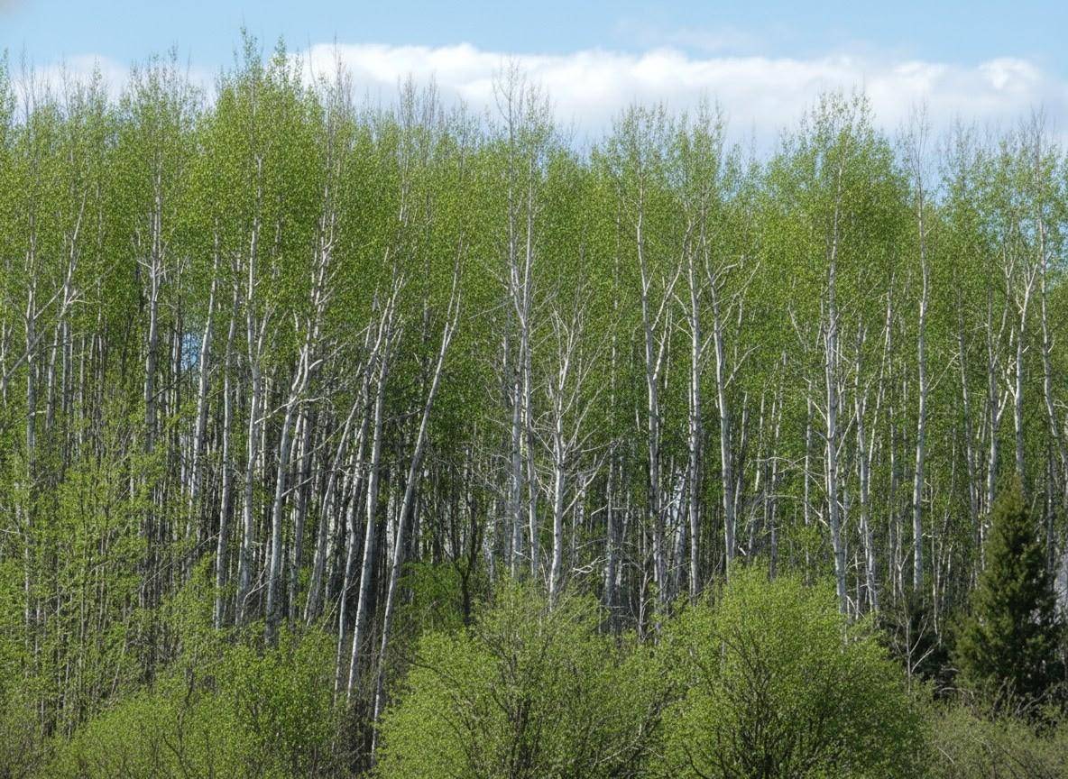 tbd Wildflower Lane NE, Blackduck, MN 56630