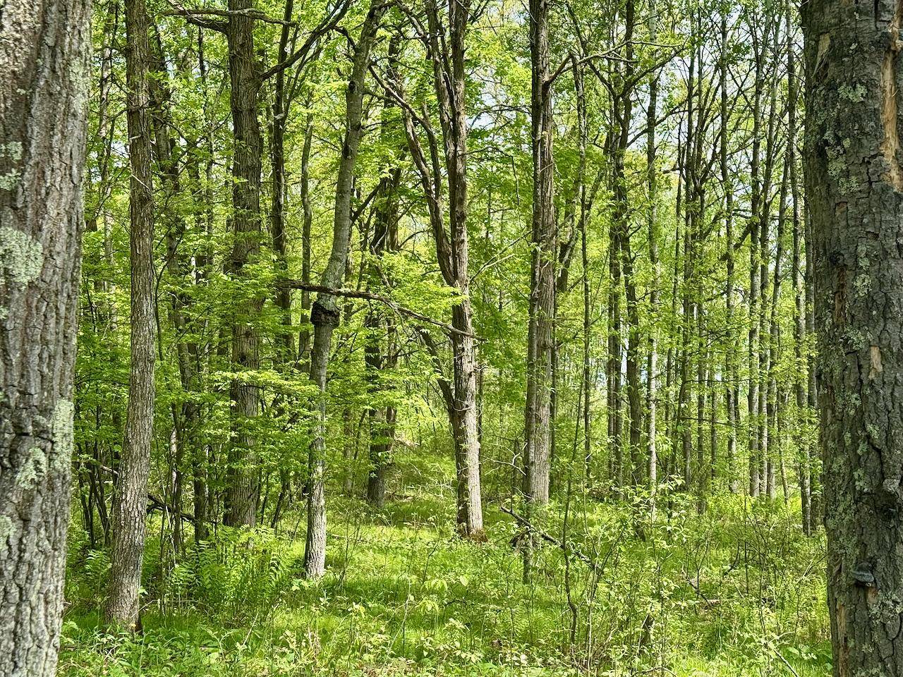 XYZ Dailey Lake Road, Willow River, MN 55795