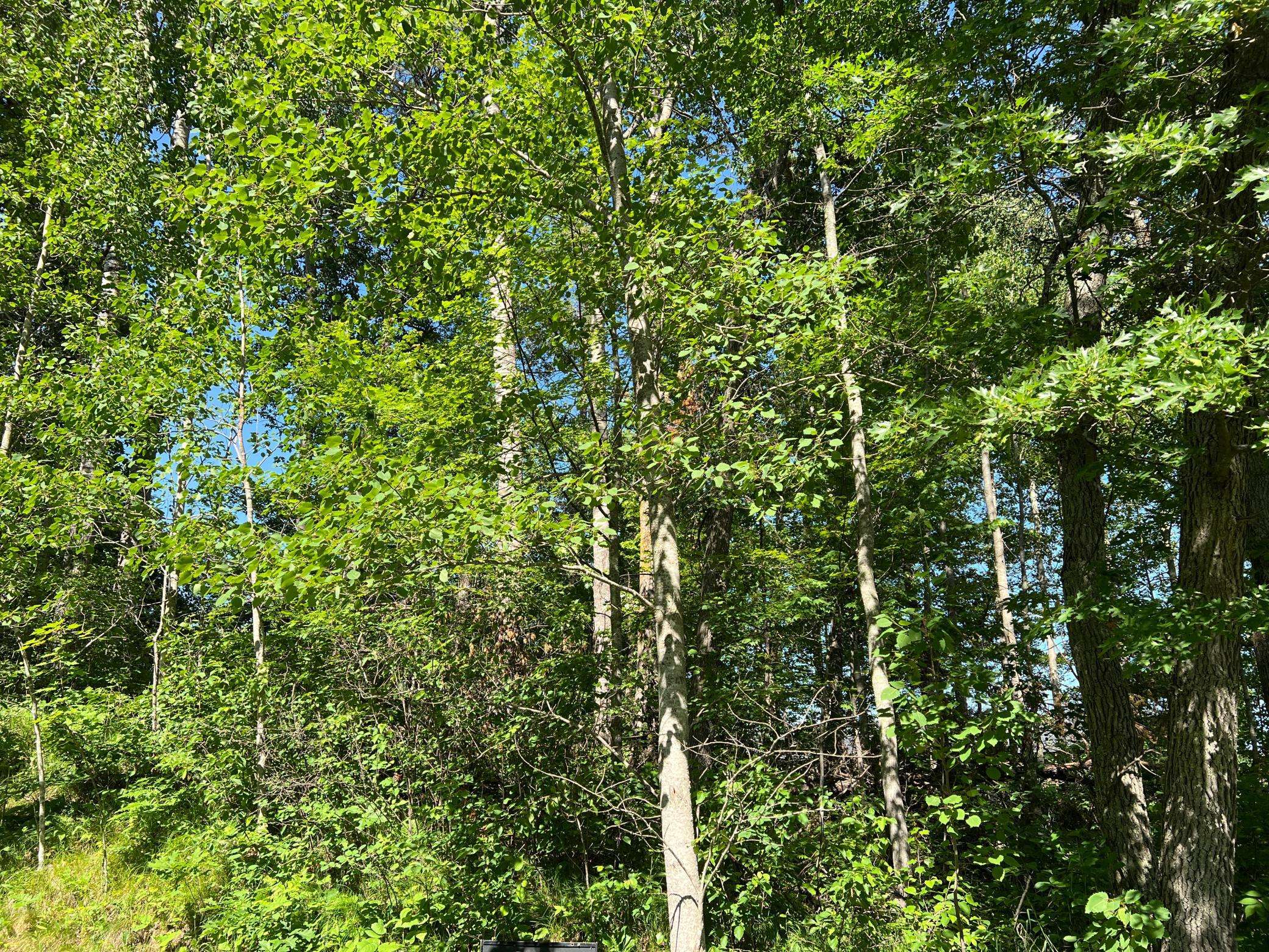 Lot 8 Terminal RD, Breezy Point, MN 56472