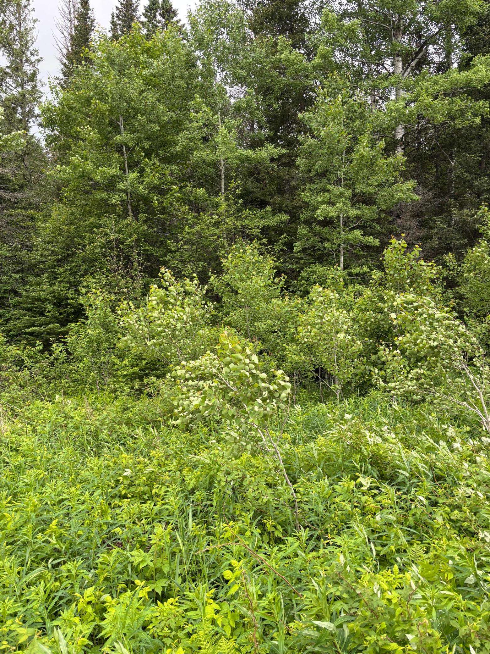 XXX Town Line RD, Bassett Twp, MN 55602