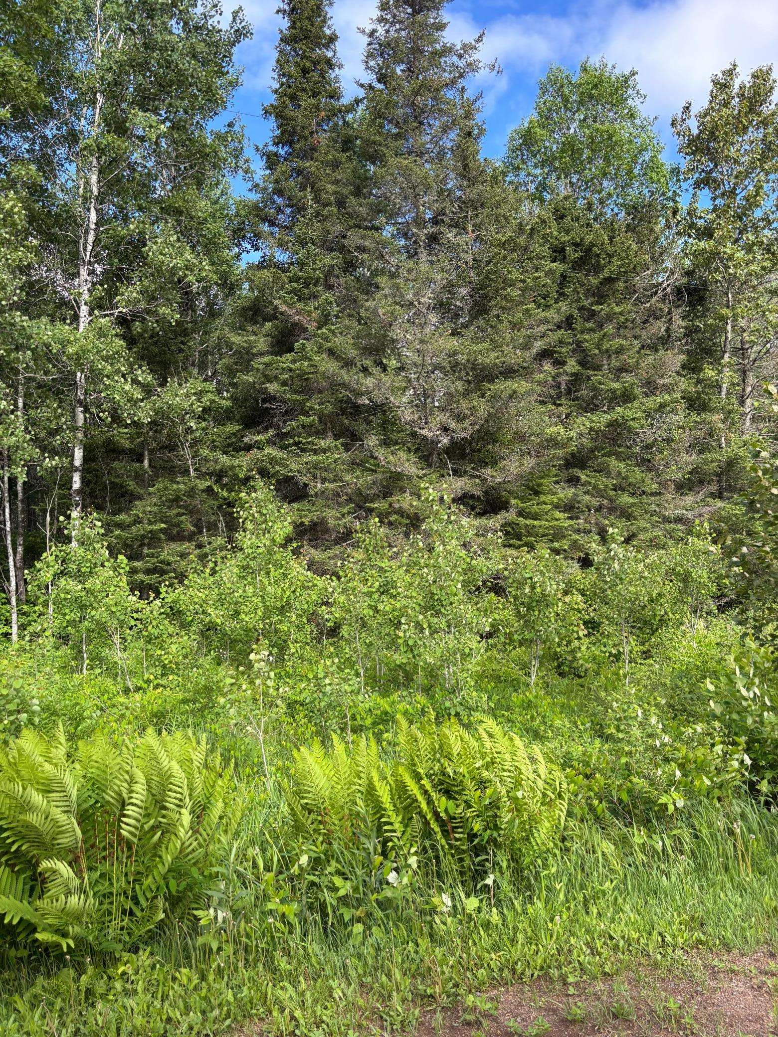 XXX Town Line RD, Bassett Twp, MN 55602