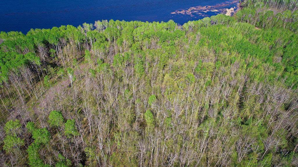 Lot 12 - TBD Driftwood LN NW, Baudette, MN 56623