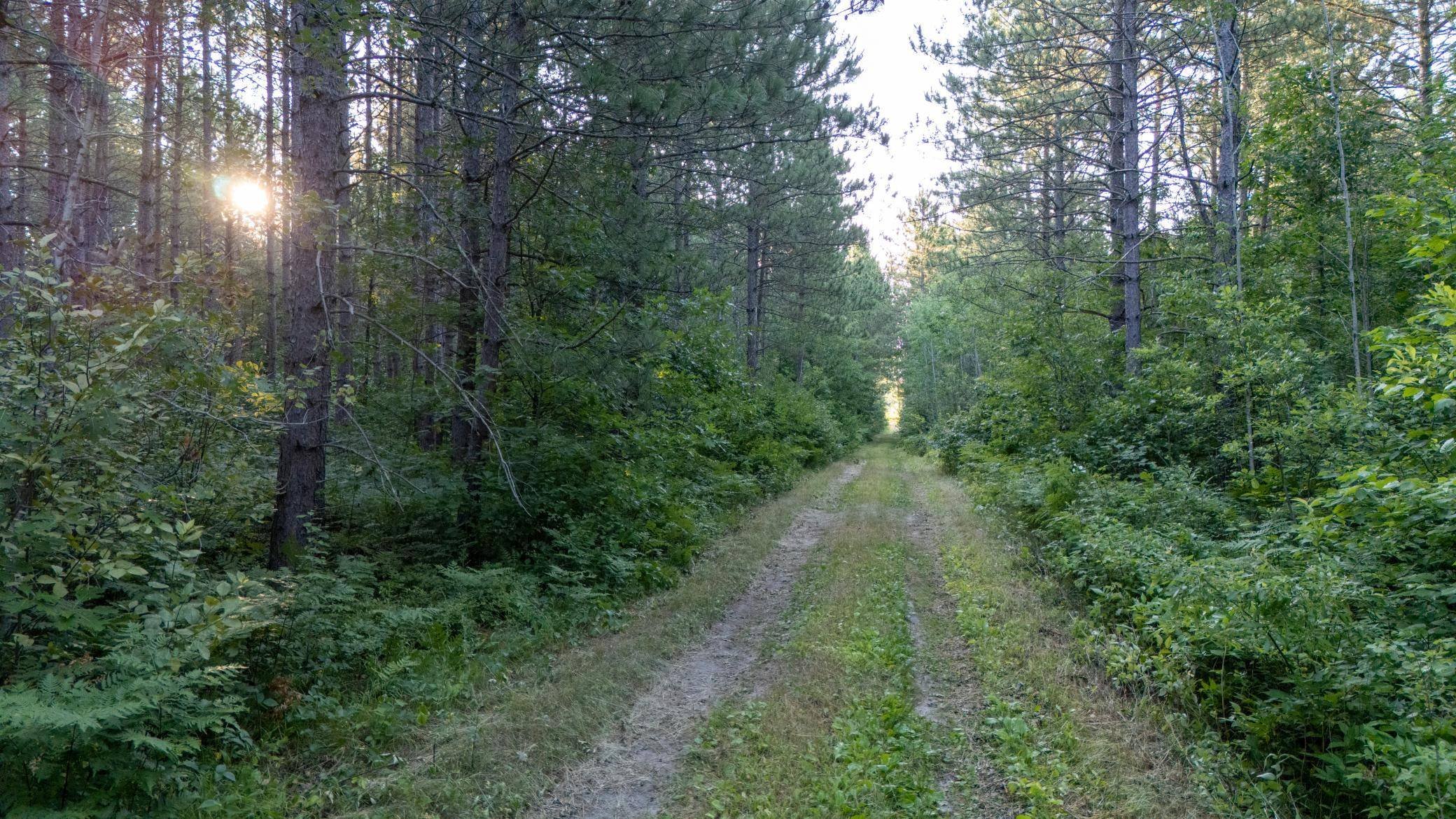 NESW Forest Road 3845 NE, Pennington, MN 56663