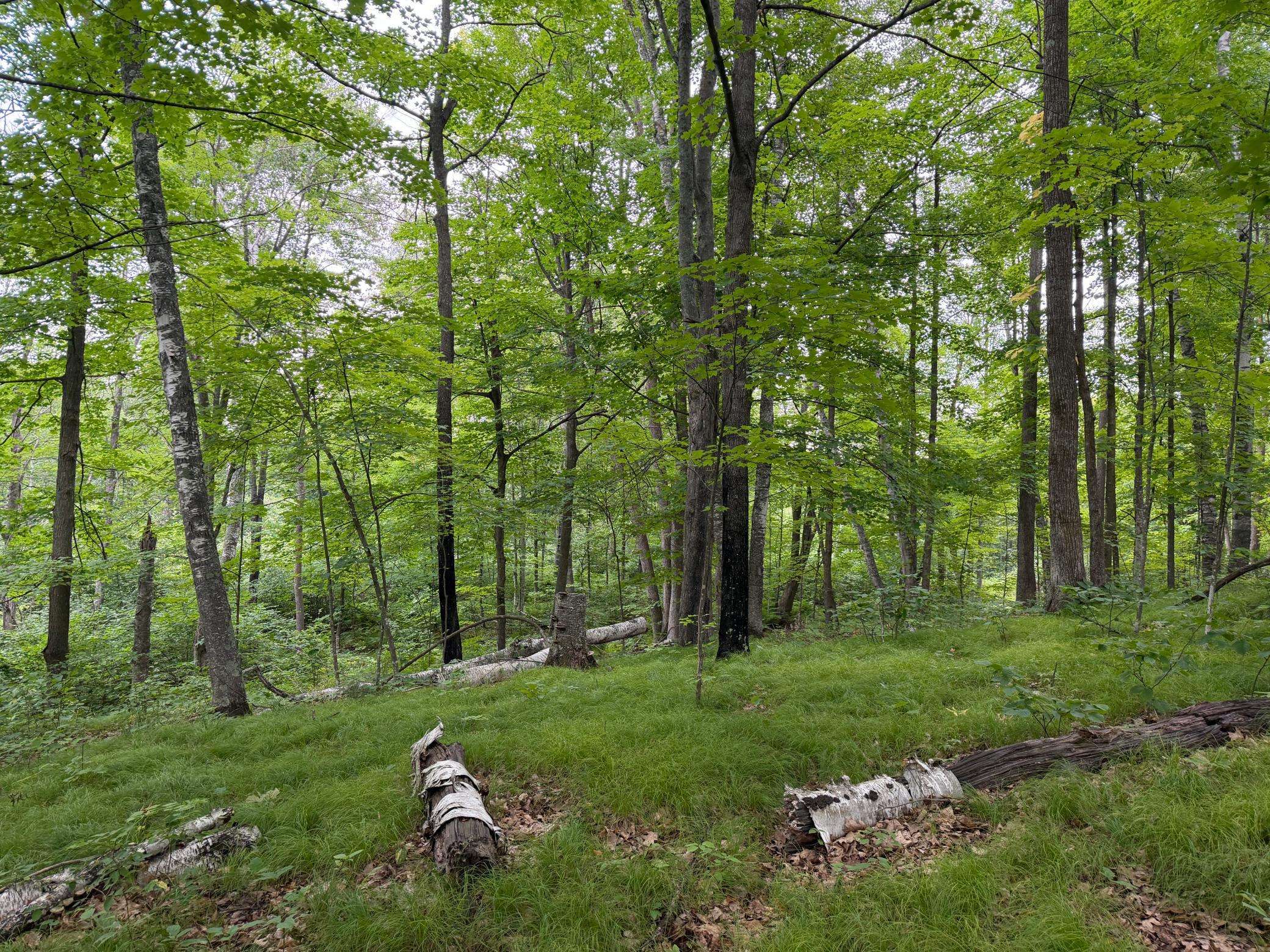 TBD Shady Pine RD, Bruno, MN 55712