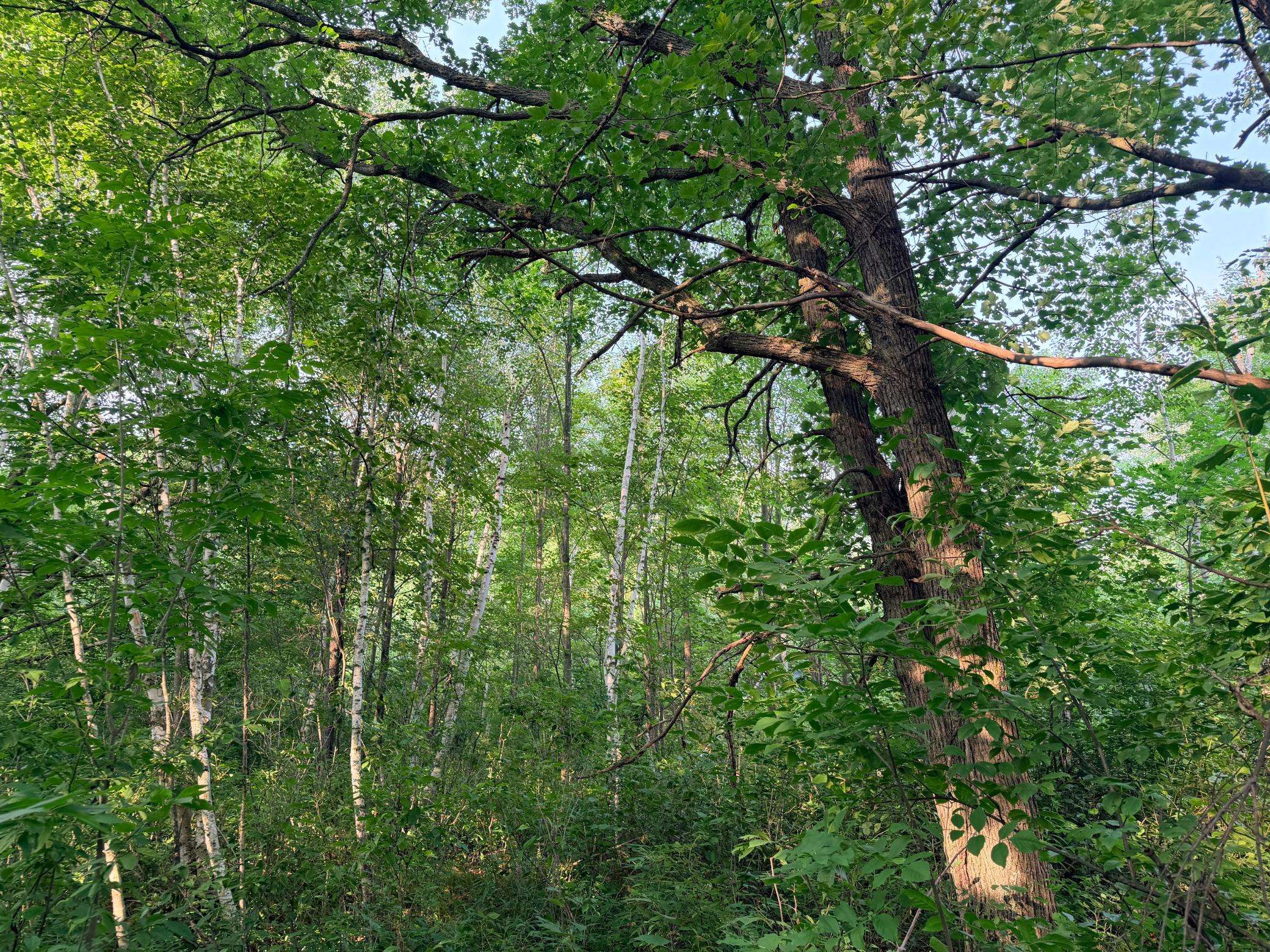 TBD Skyview ST, Brook Park, MN 55007
