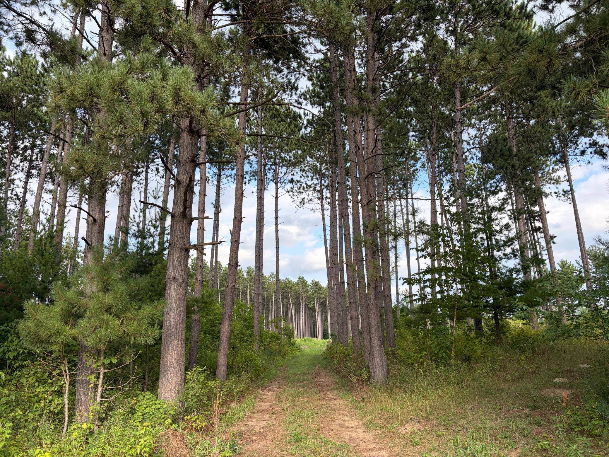 (Lot 4) TBD Tulip ST NW, Stanchfield, MN 55080