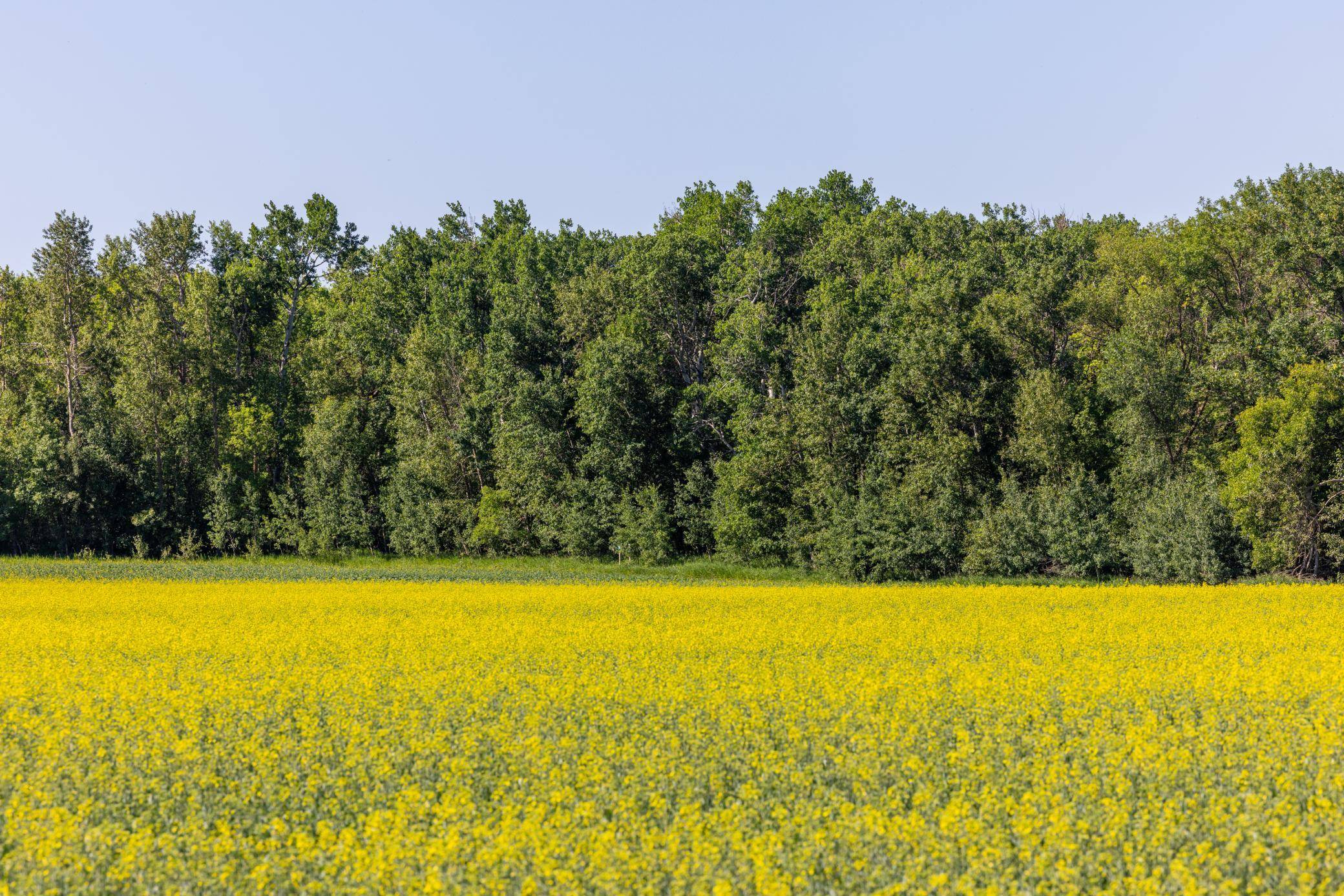 TBD Lake RD, Bottineau, ND 58318