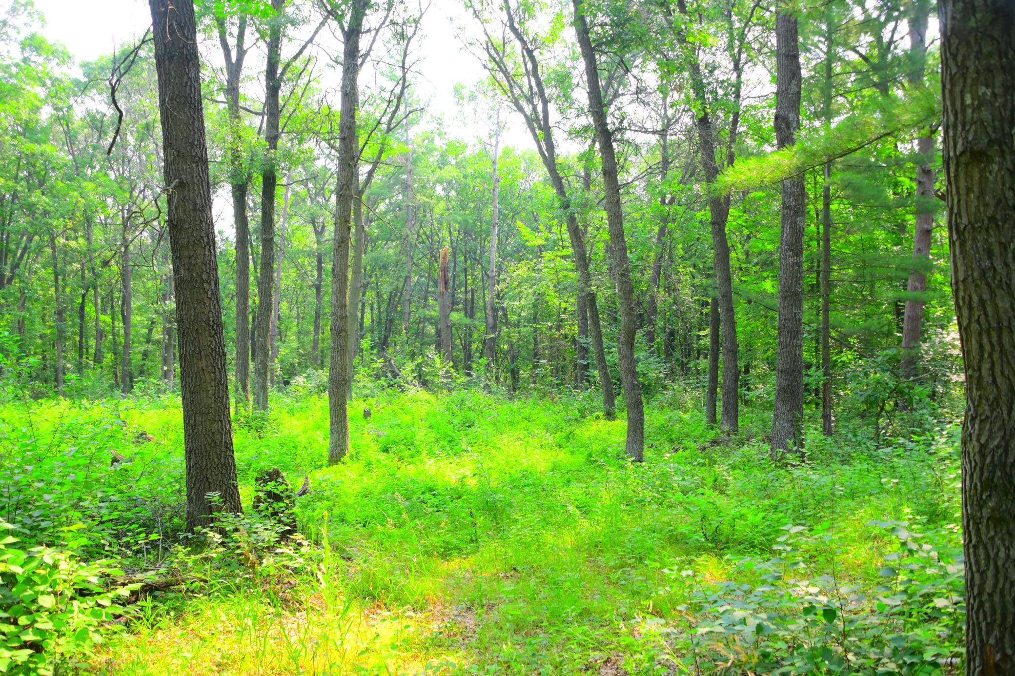 38970 Odin CT, Browerville, MN 56438