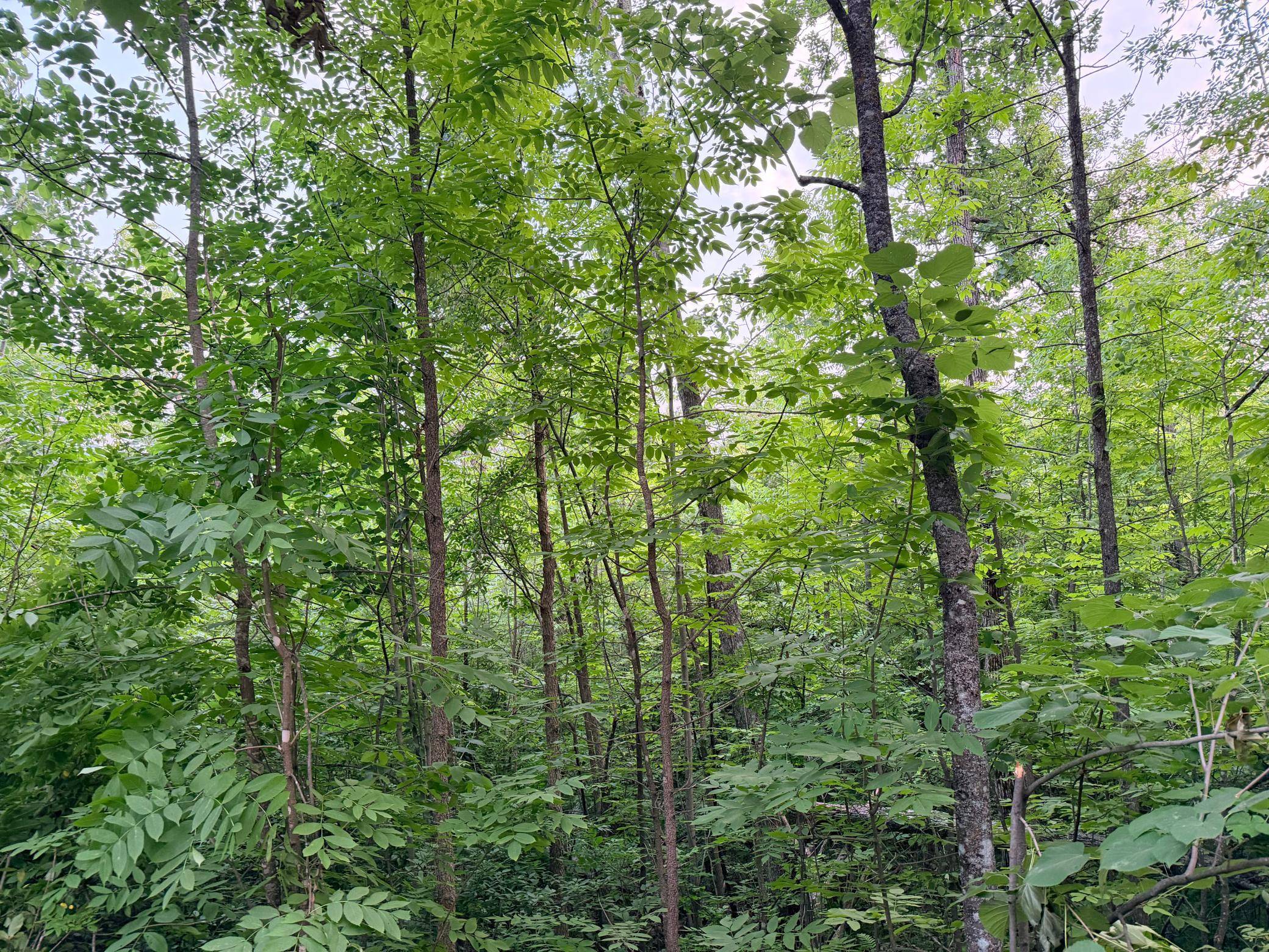 TBD Old Ferry RD, Hinckley, MN 55037