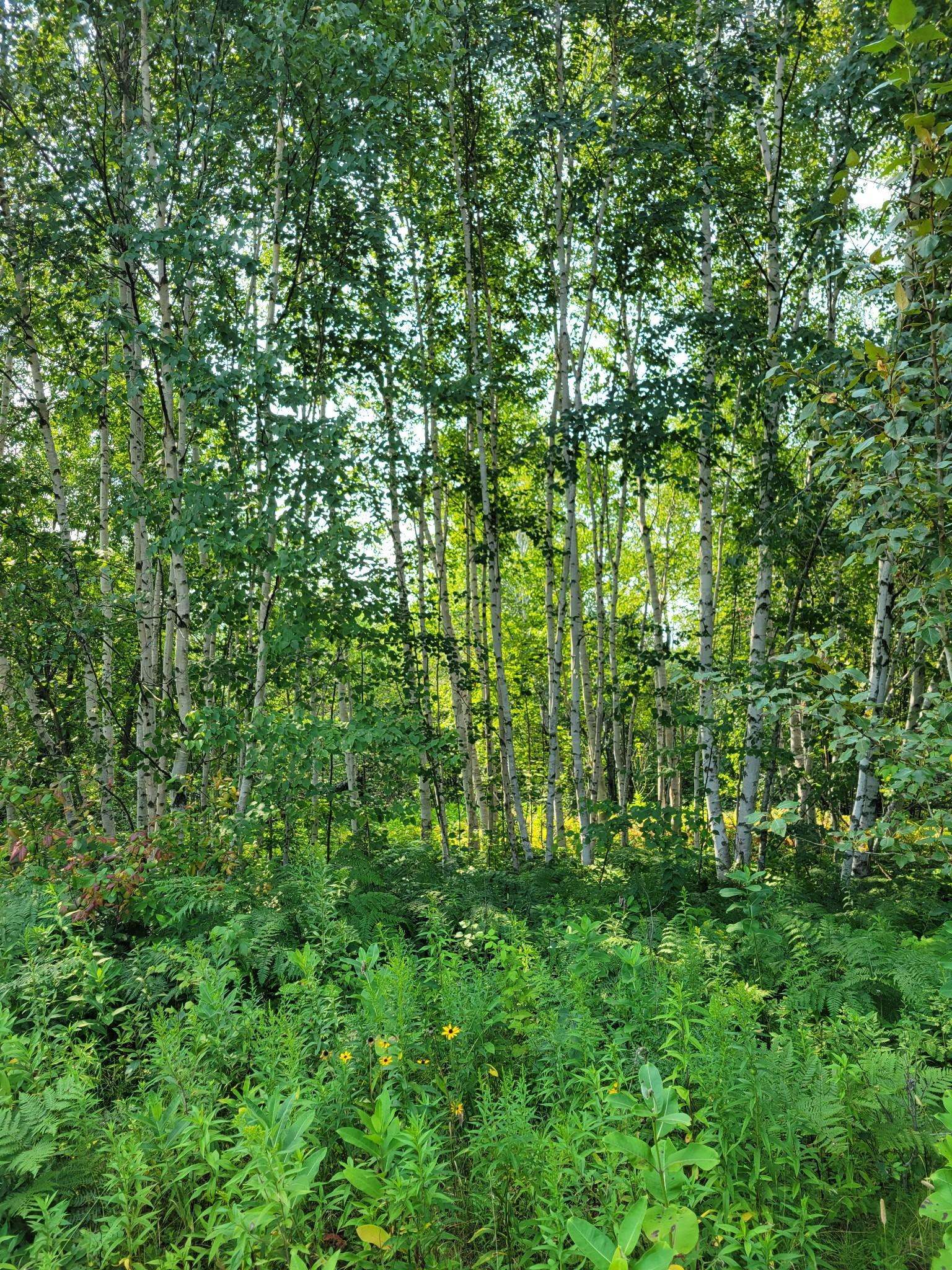 XXX Brandon RD, Brookston, MN 55720