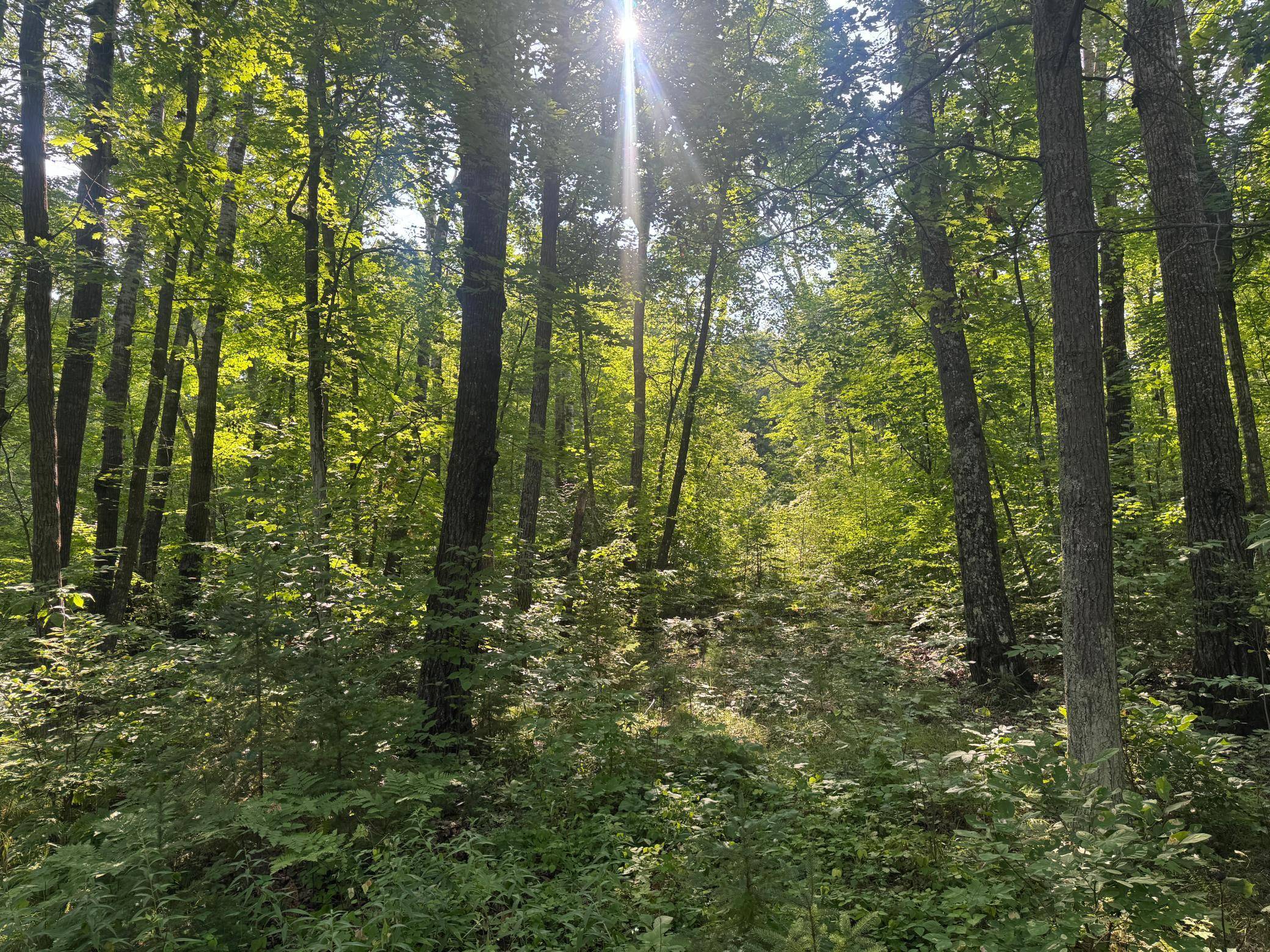 TBD Howard Lake RD NW, Akeley, MN 56433