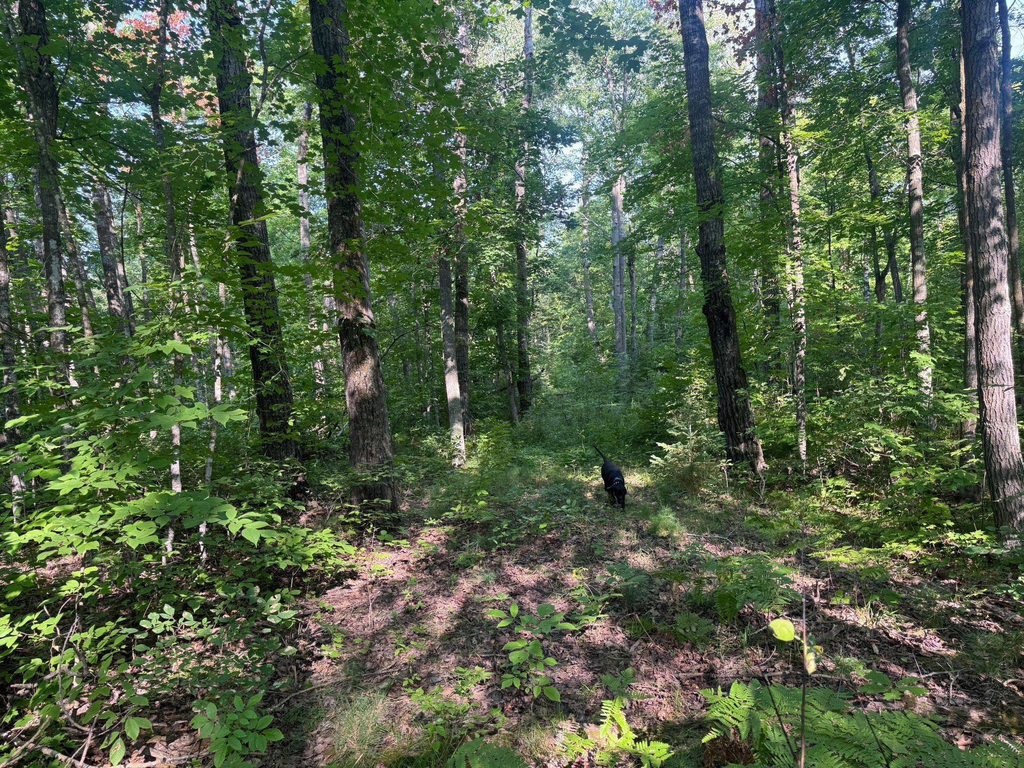 TBD Howard Lake RD NW, Akeley, MN 56433