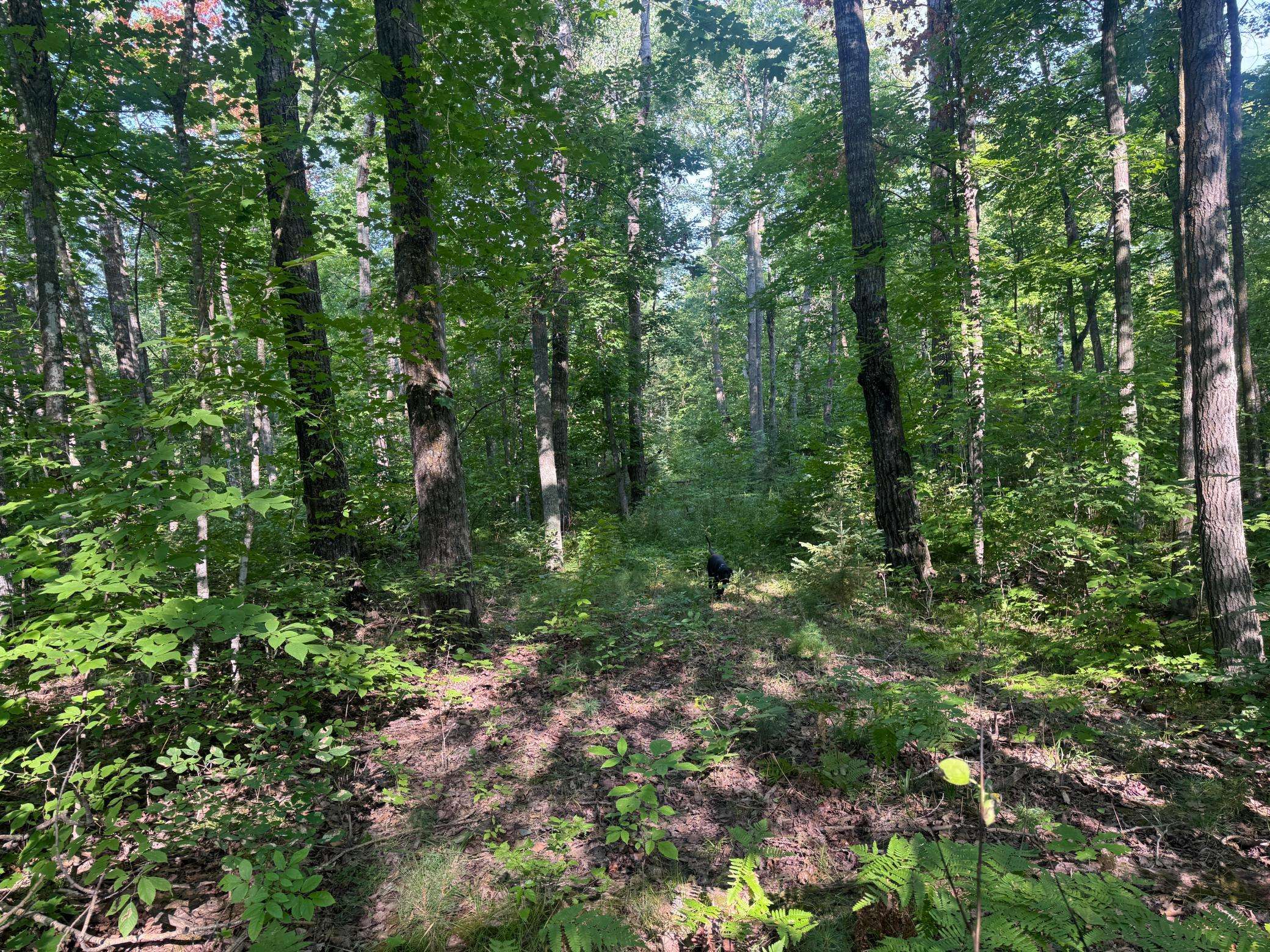TBD Howard Lake RD NW, Akeley, MN 56433