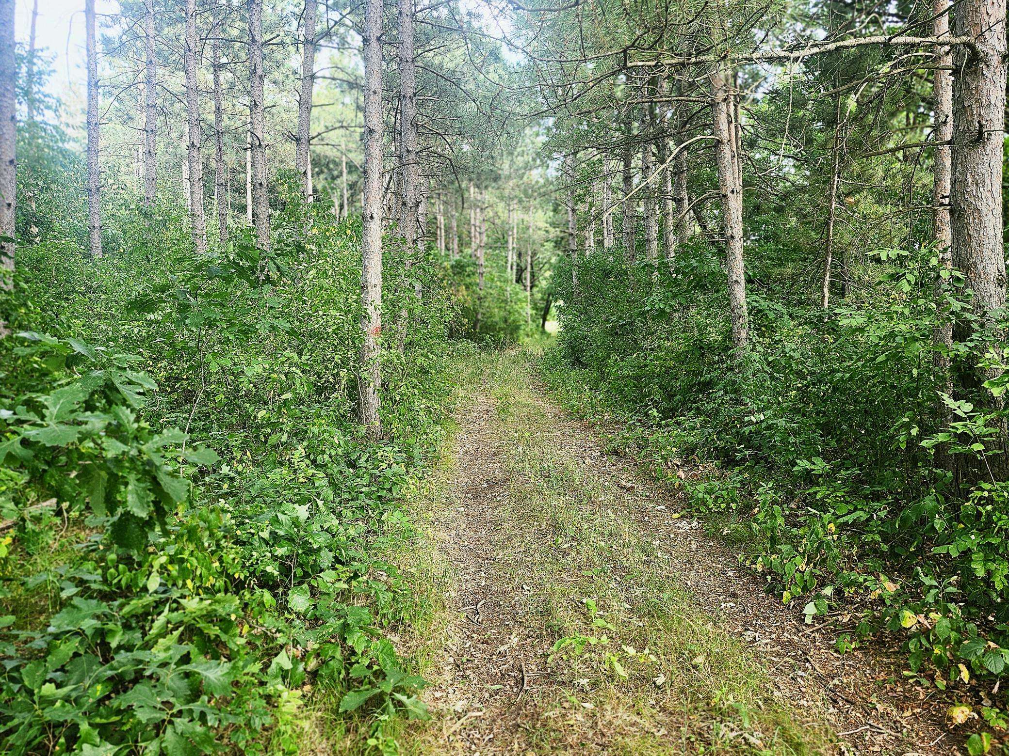 TBD 400th ST, Browerville, MN 56438