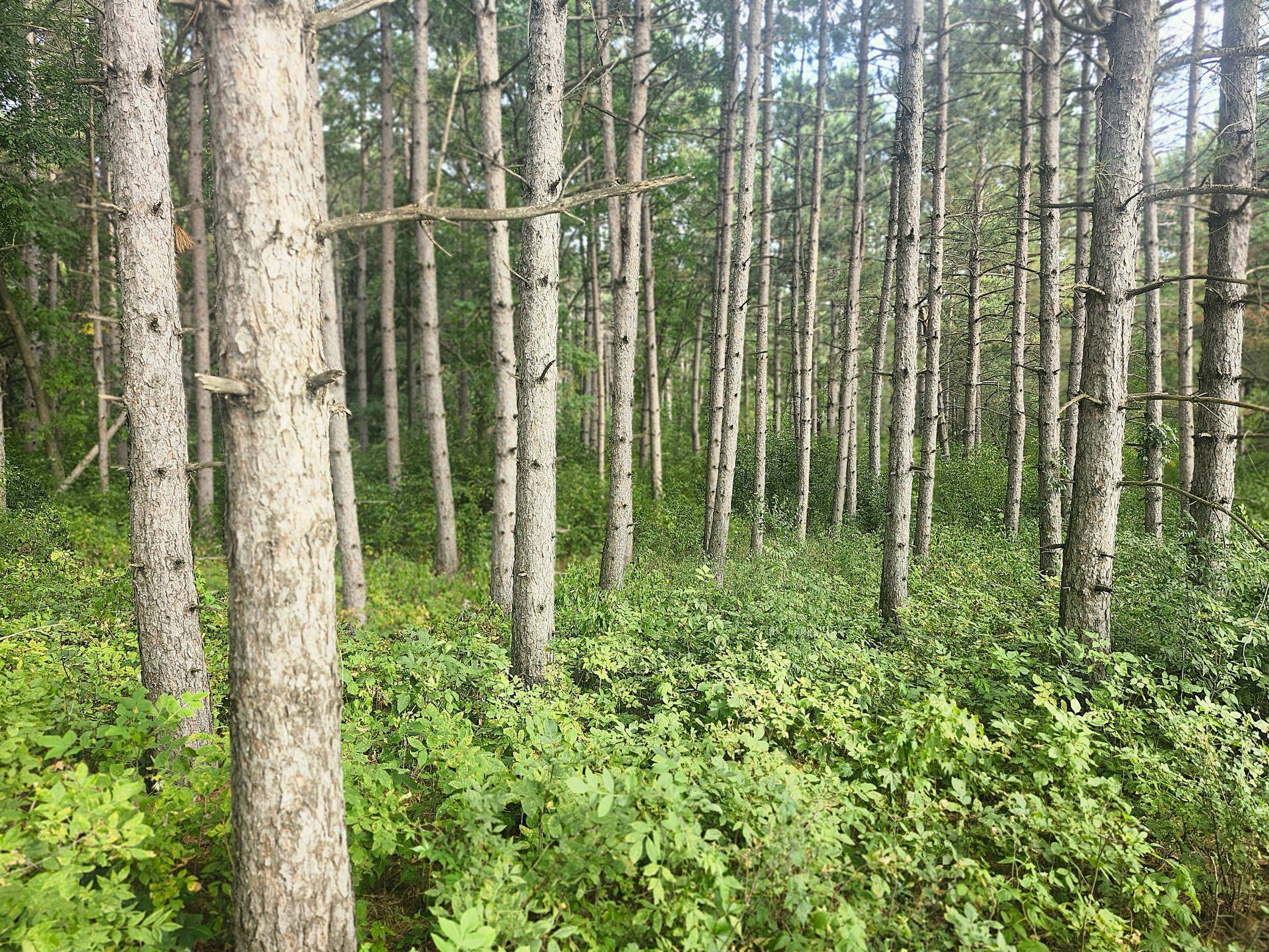 TBD 400th ST, Browerville, MN 56438