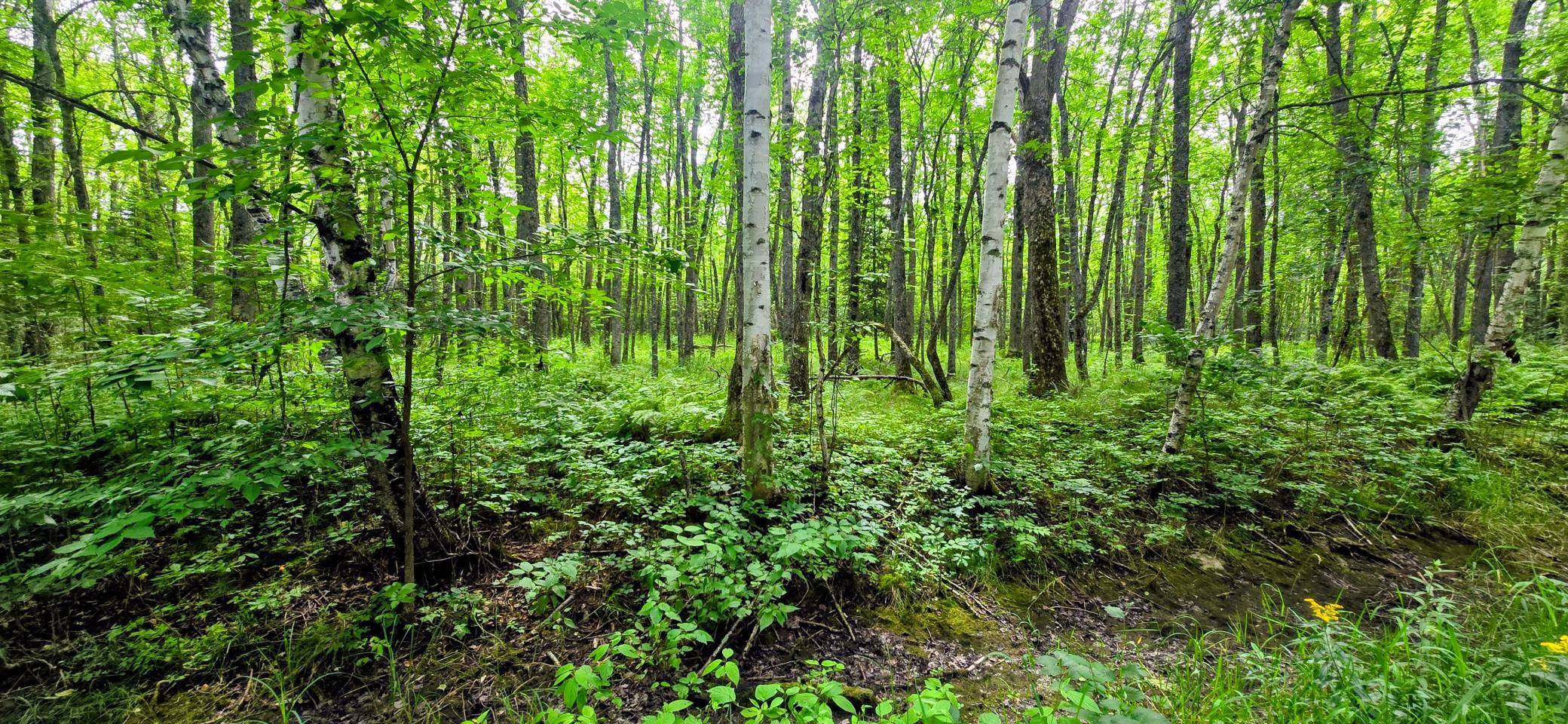 TBD Dawson RD NW, Angle Inlet, MN 56711
