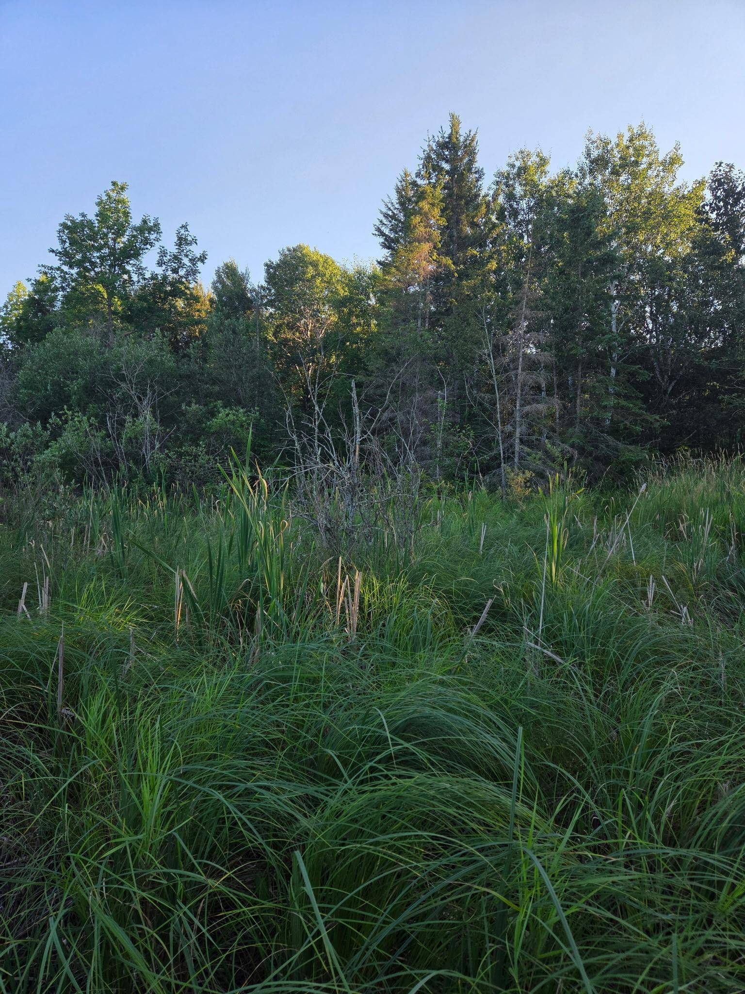 TBD lot 3 190th ST, Bagley, MN 56621