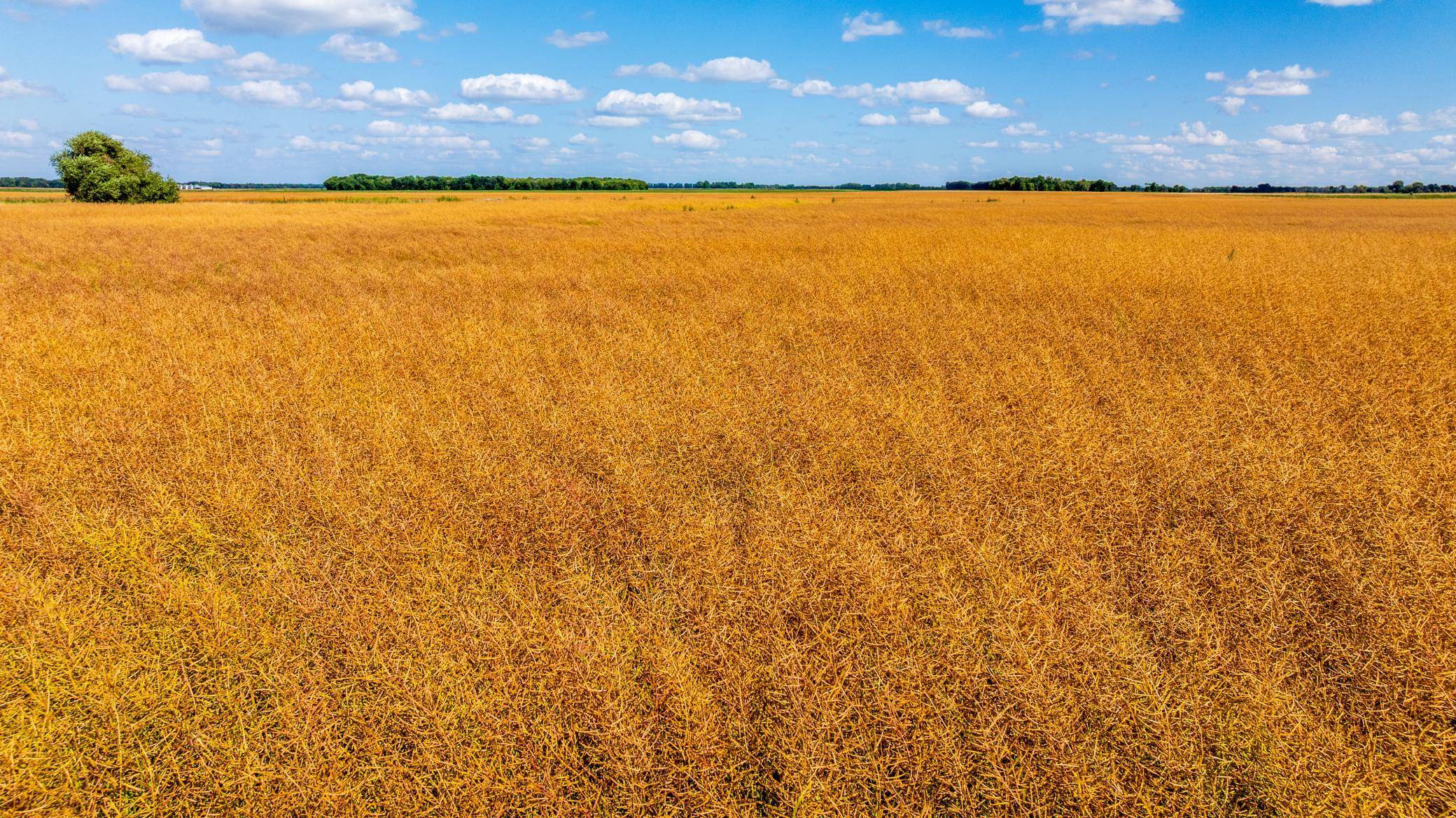 TBD 360 St NW, Argyle, MN 56713