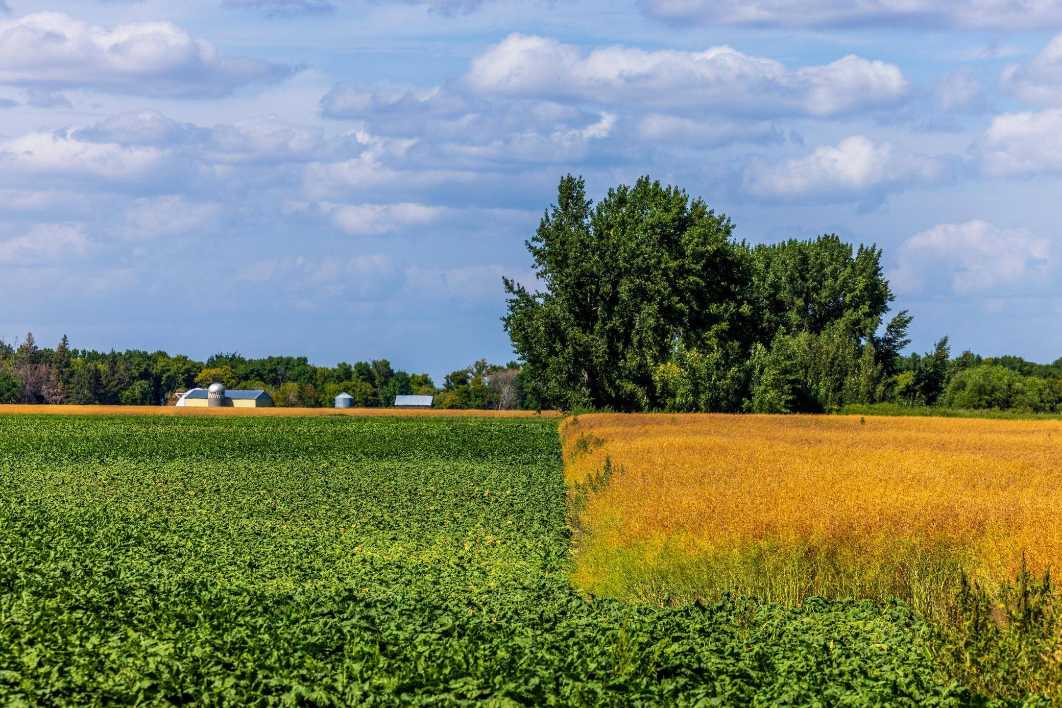 TBD 360 St NW, Argyle, MN 56713