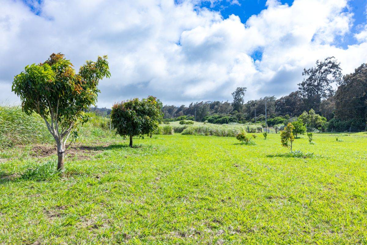 54-1749 PAIPO KANE RD, Kapaau, HI 96755