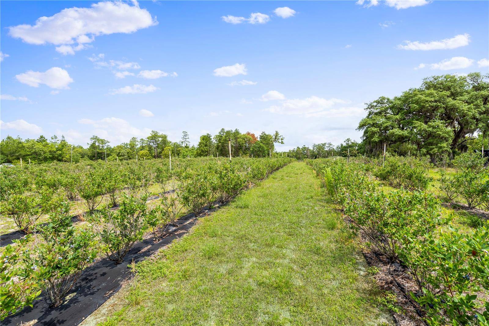 130 STRAWBERRY LN, Pomona Park, FL 32181