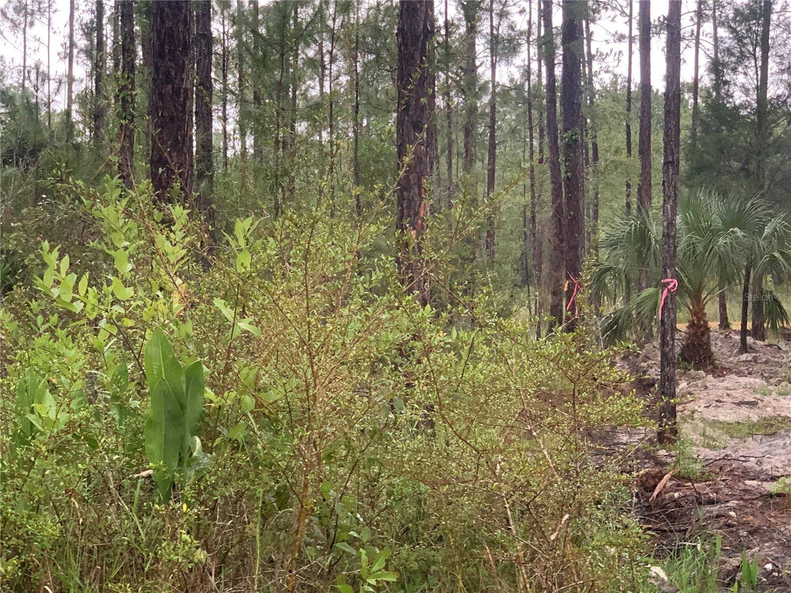 TBD OTTER DR #LOT 44, Webster, FL 33597