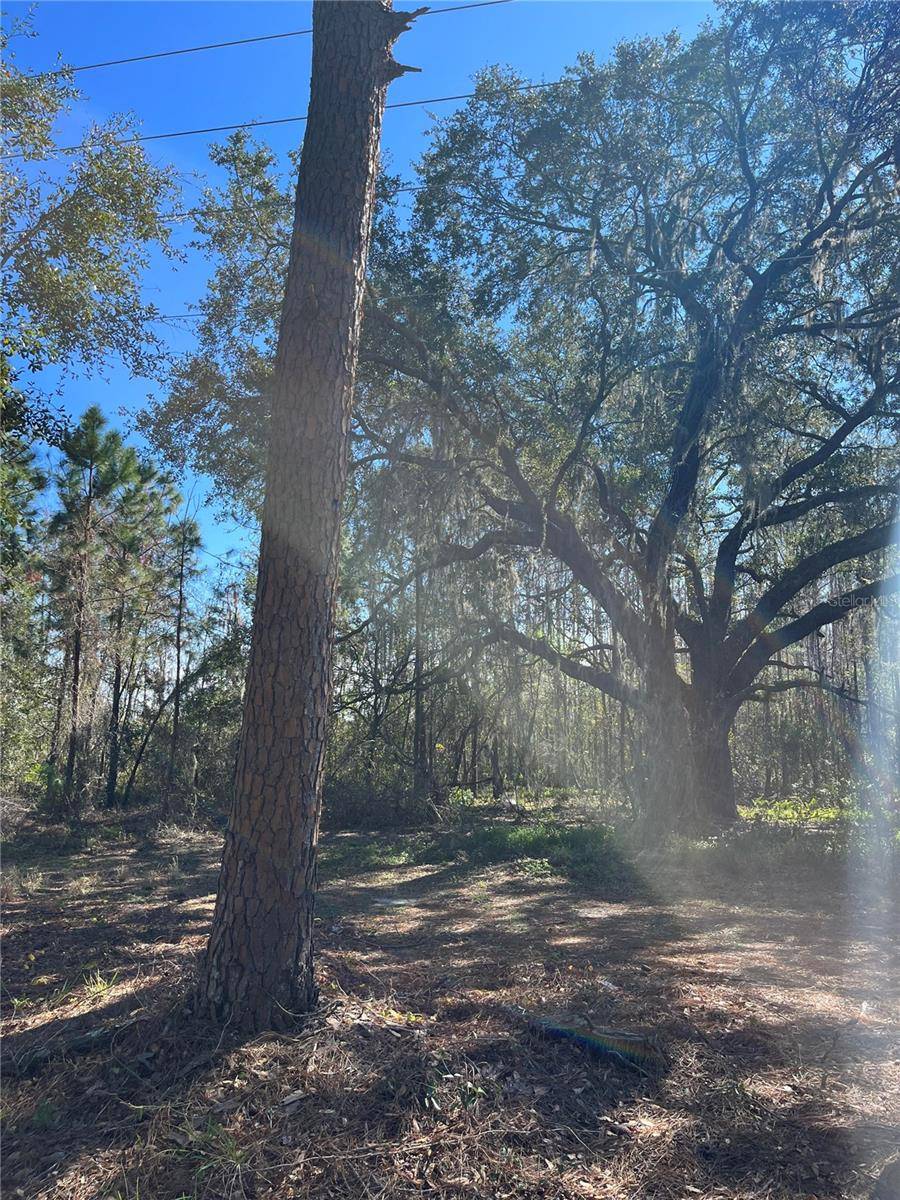 MOUNT PLEASANT RD, Groveland, FL 34736
